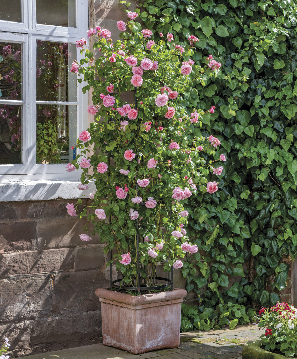 Strawberry Hill rose bred by David Austin in a pot