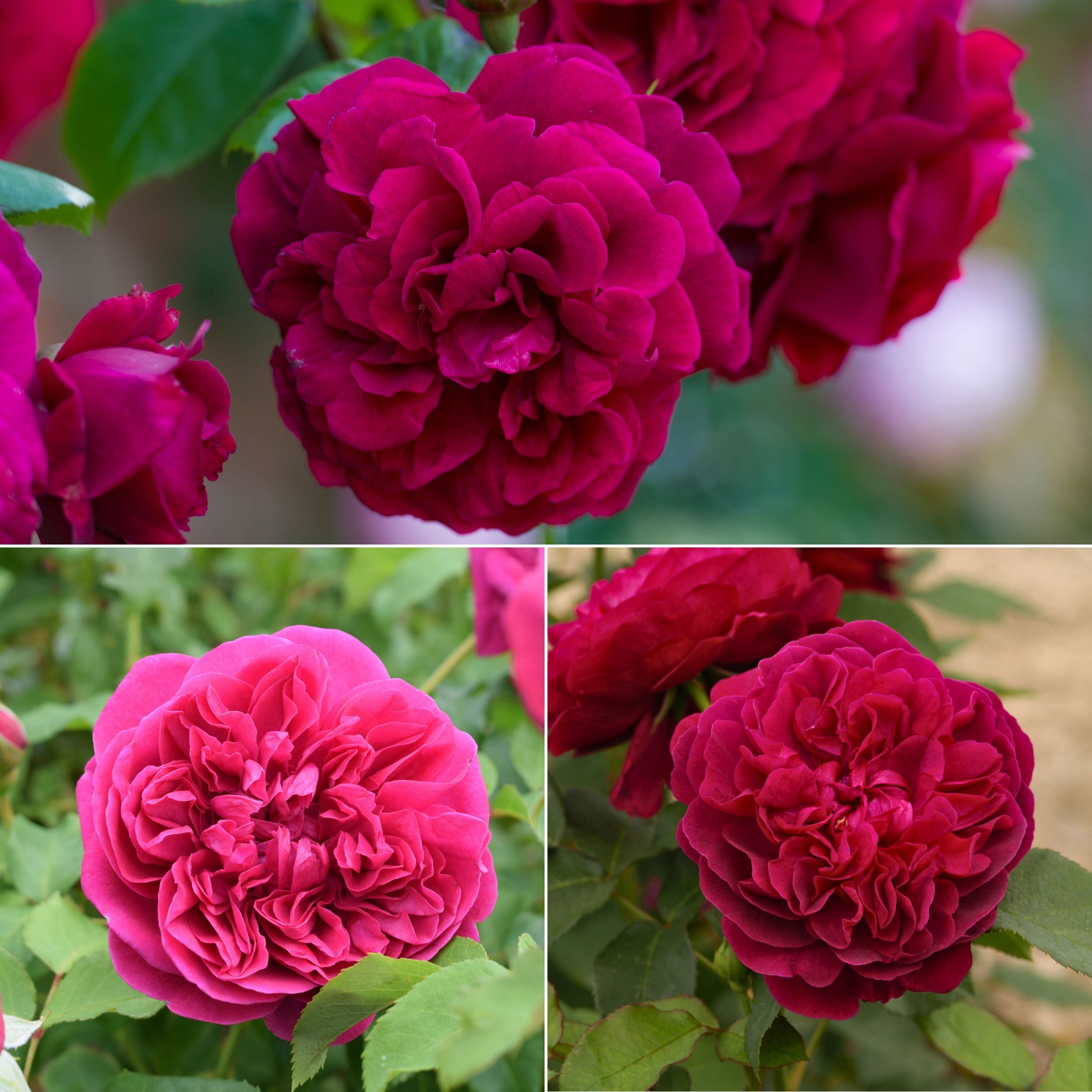 完売‼️ ALL ROSES LIVING PROOF Dash  Romantic Pinks Bundle (Auspike) | David Austin Roses