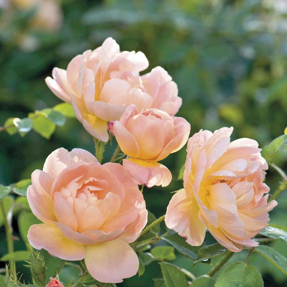 Image of The Lark Ascending, English rose by David Austin Roses.