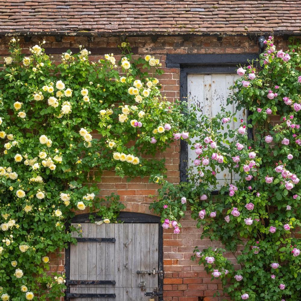 Rosa's The Pilgrim and Constance Spry bred by David Austin growing up a barn in Shropshire.