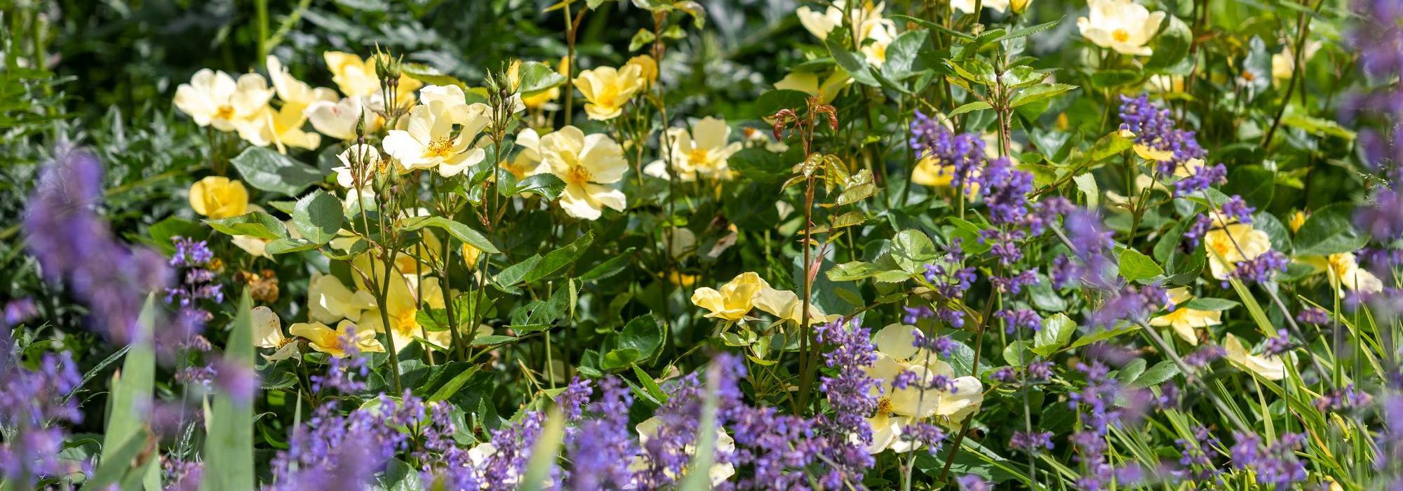 Tottering-By-Gently with companion plant