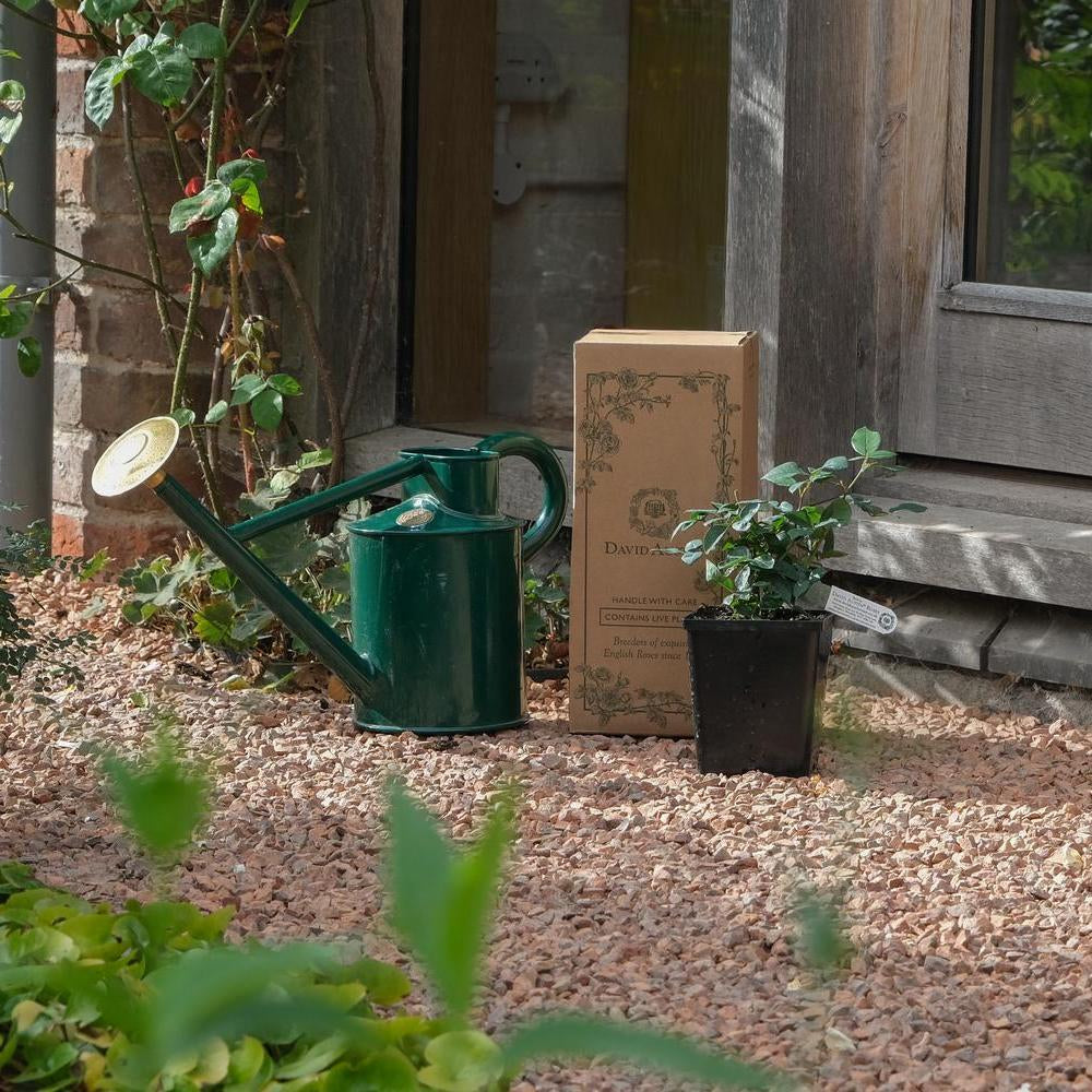 David Austin potted rose next to some branded packaging in a lifestyle shot