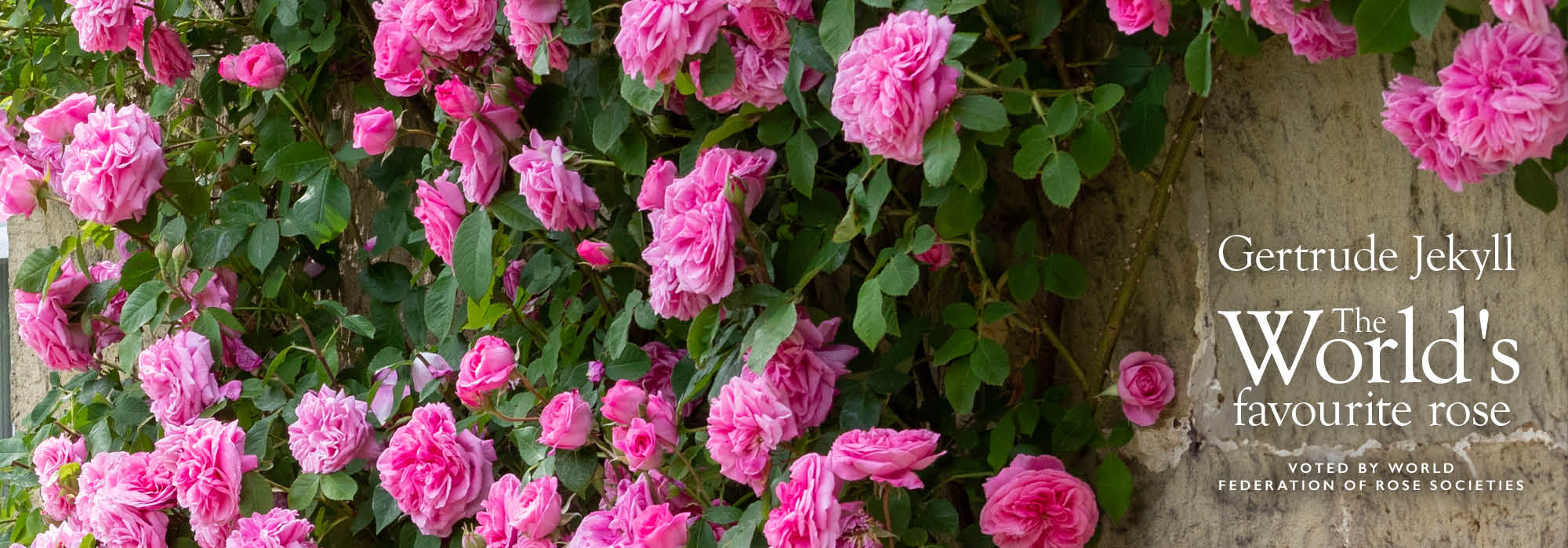 Hero image of Gertrude Jekyll pink rose as a climber with The World Favourite rose award copy on it