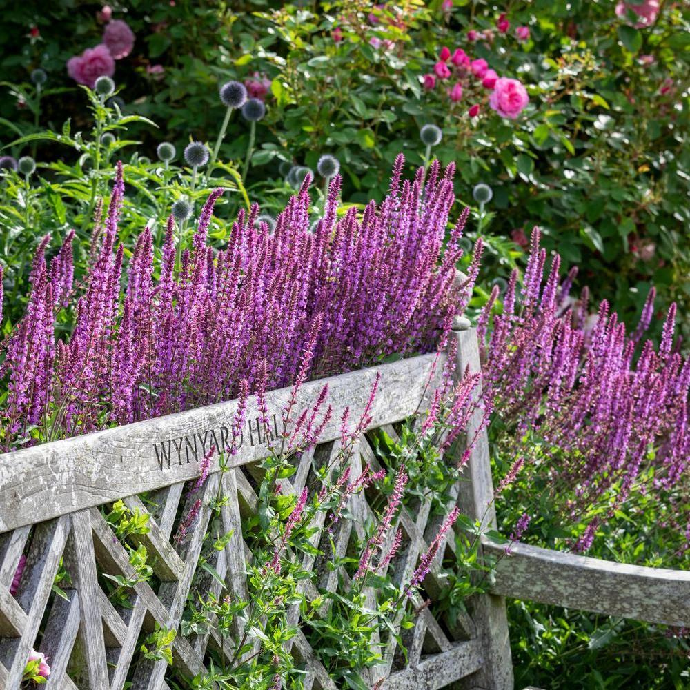 Pink Salvia next to a bench at Wynyard Hall