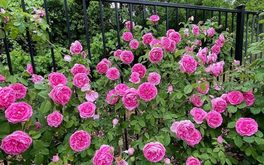 Gertrude_Jekyll pink rose bred by David Austin