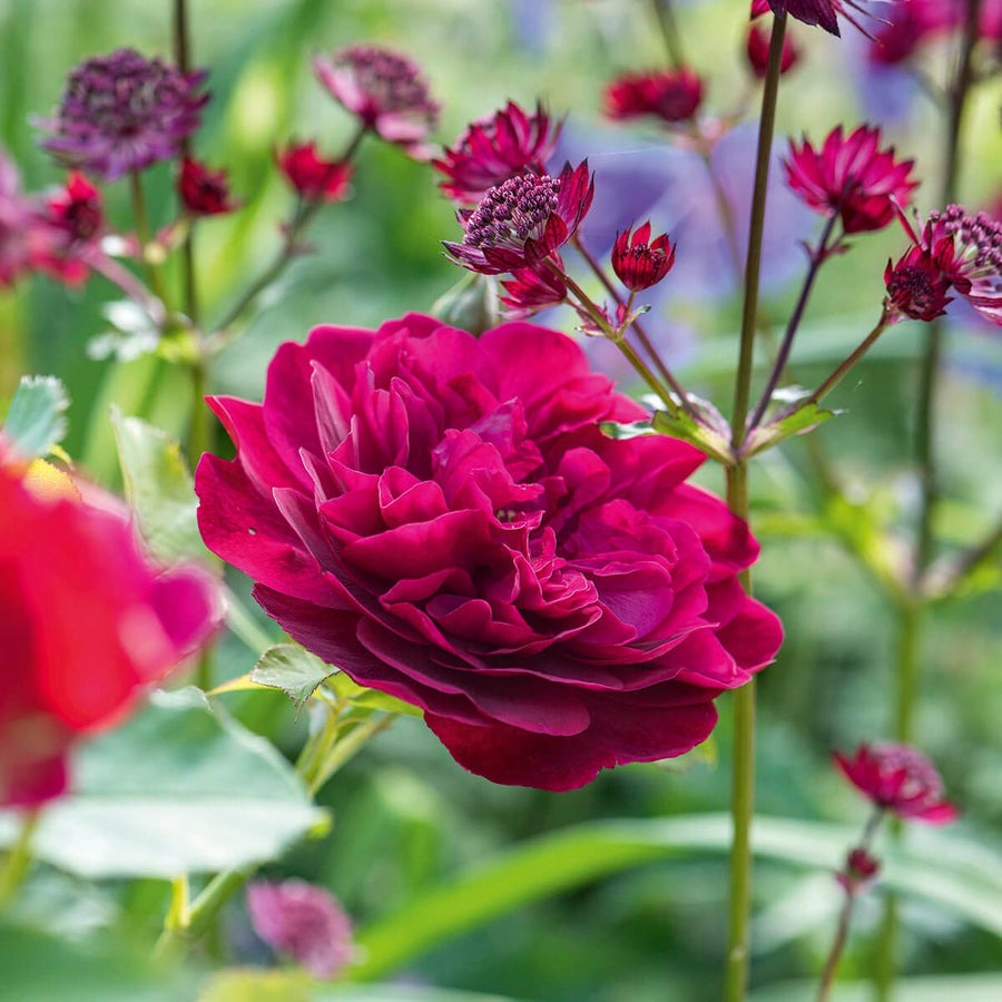 完売‼️ ALL ROSES LIVING PROOF Dash  Romantic Pinks Bundle (Auspike) | David Austin Roses