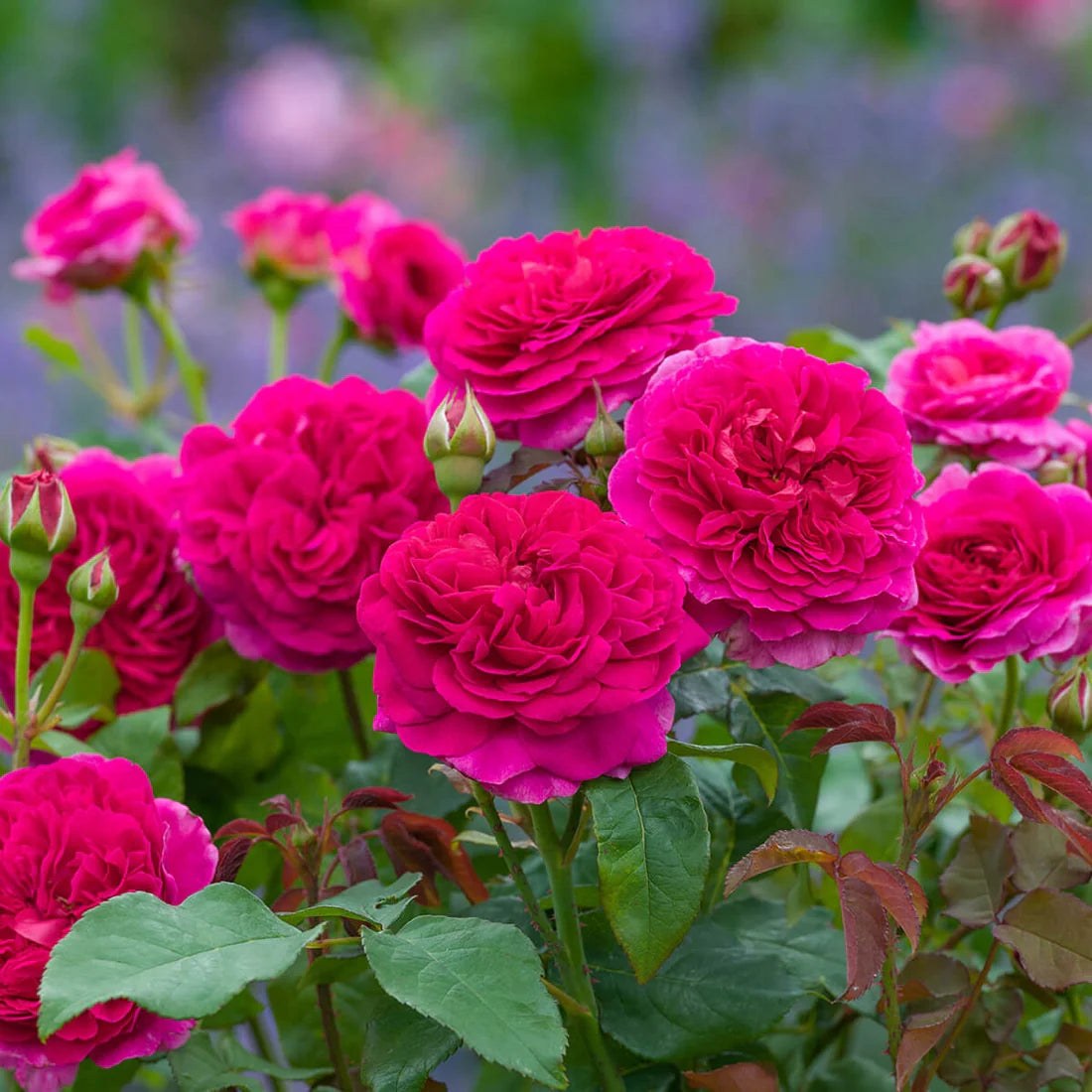 Gabriel Oak® 5 Rose Hedging Bundle