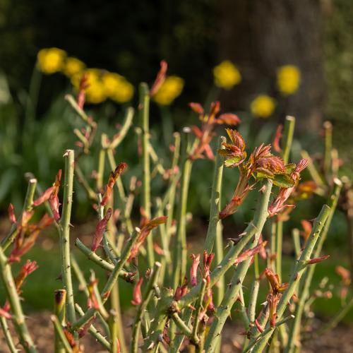 English roses pruned back with some early growth on their stems