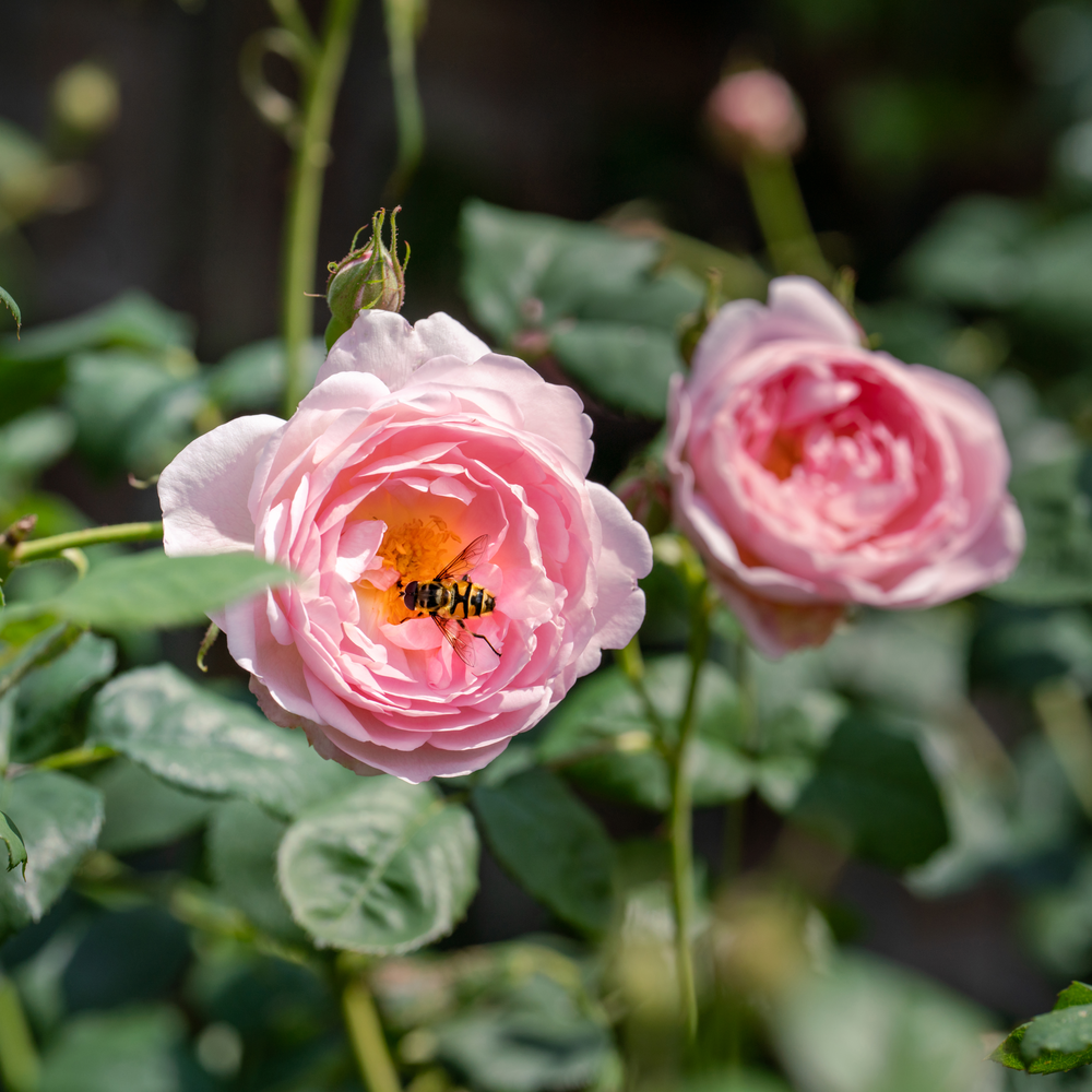 scepter_d_isle_pink rose bred by David Austin