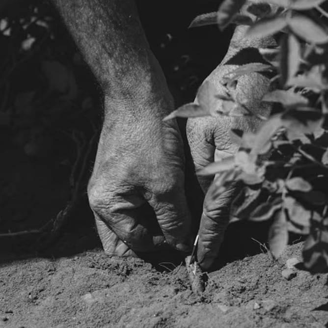 Close up of a man budding a rose