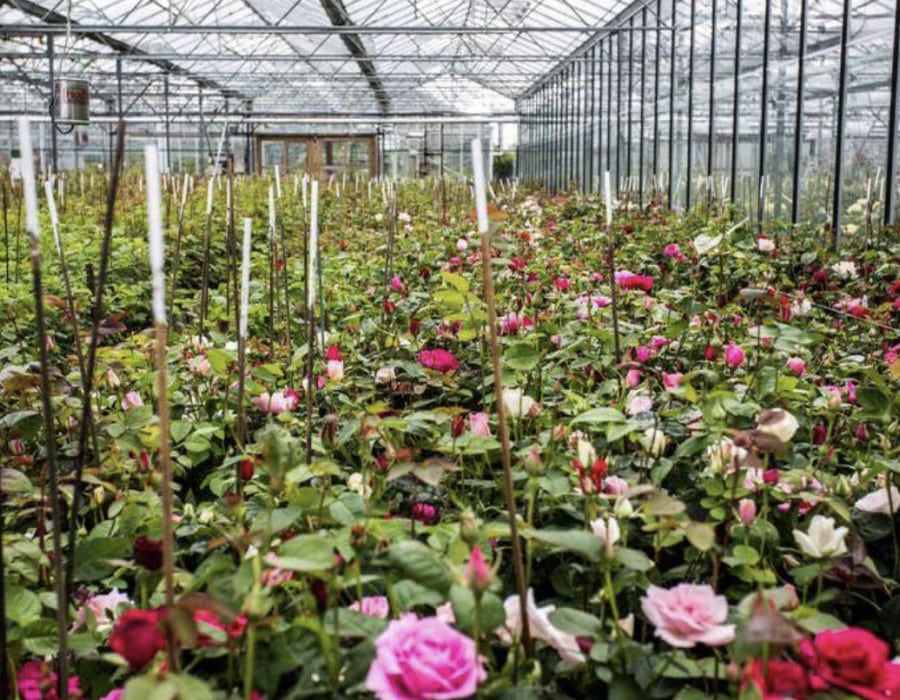 Greenhouse shot at David Austin