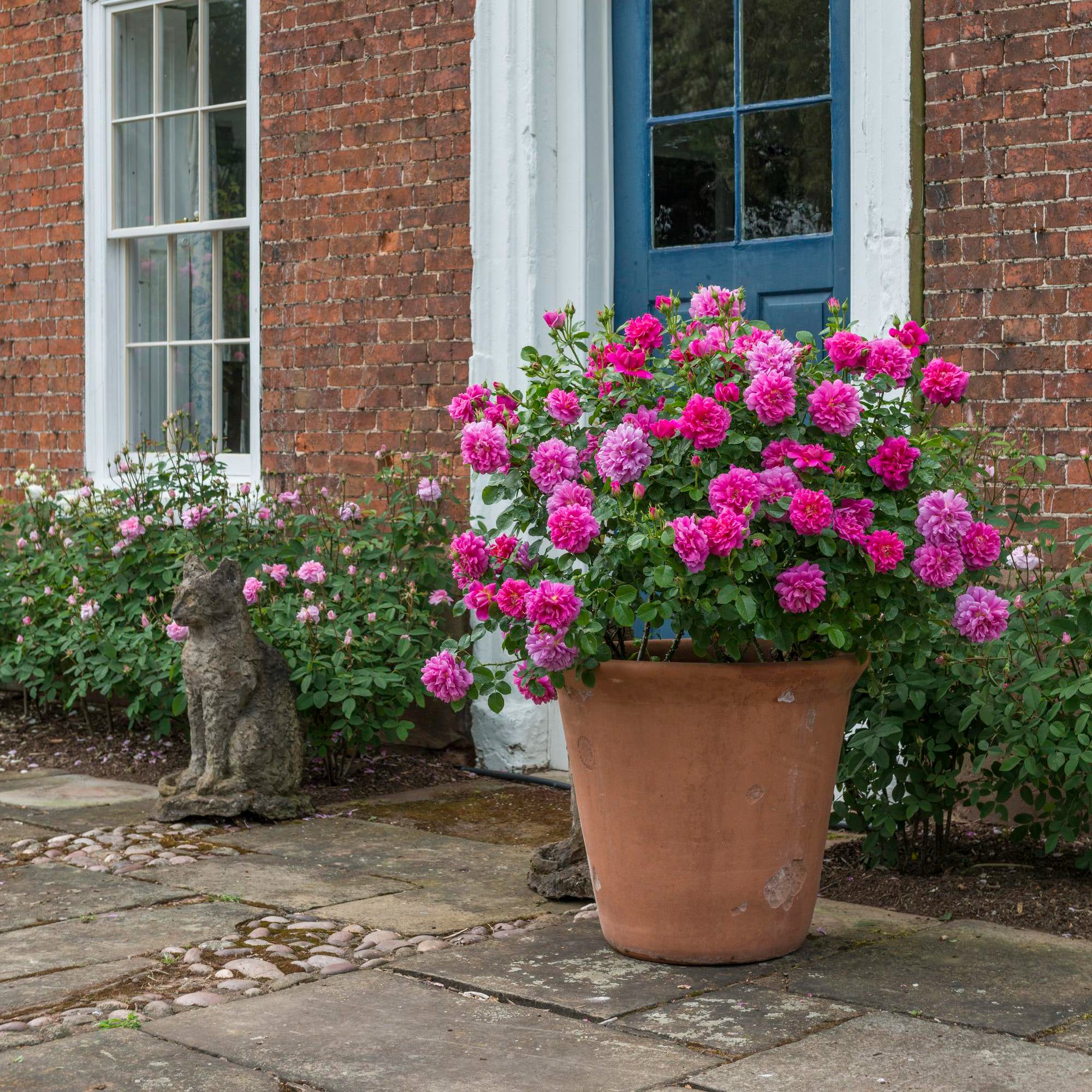 david austin planting roses in pots Princess Anne (Auskitchen) | English Shrub Rose