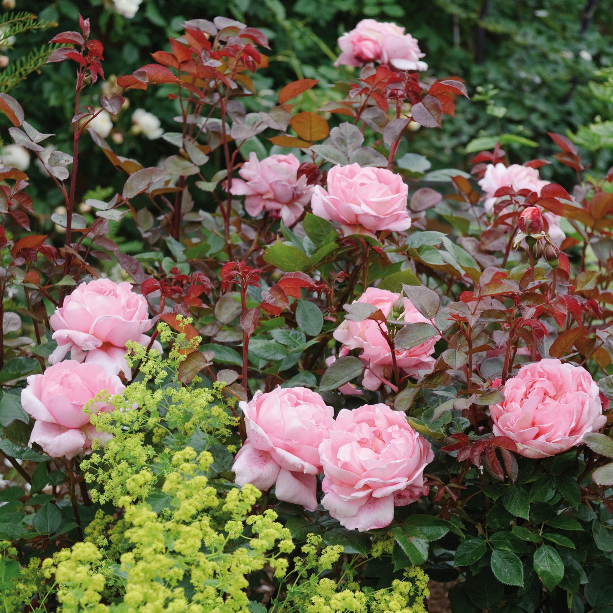 Brother Cadfael (Ausglobe) | English Shrub Rose | David Austin Roses