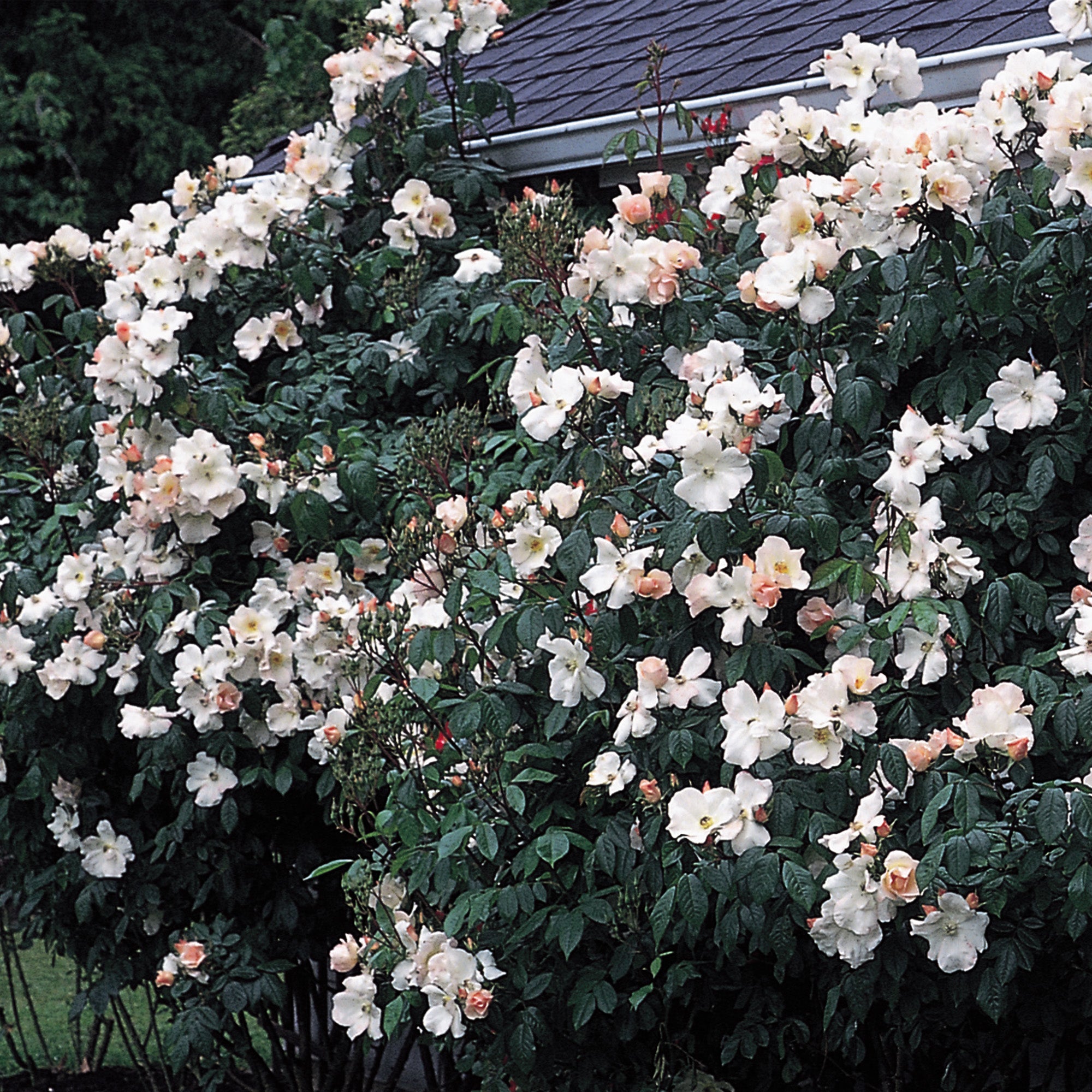 Sally Holmes Climbing Rose David Austin Roses