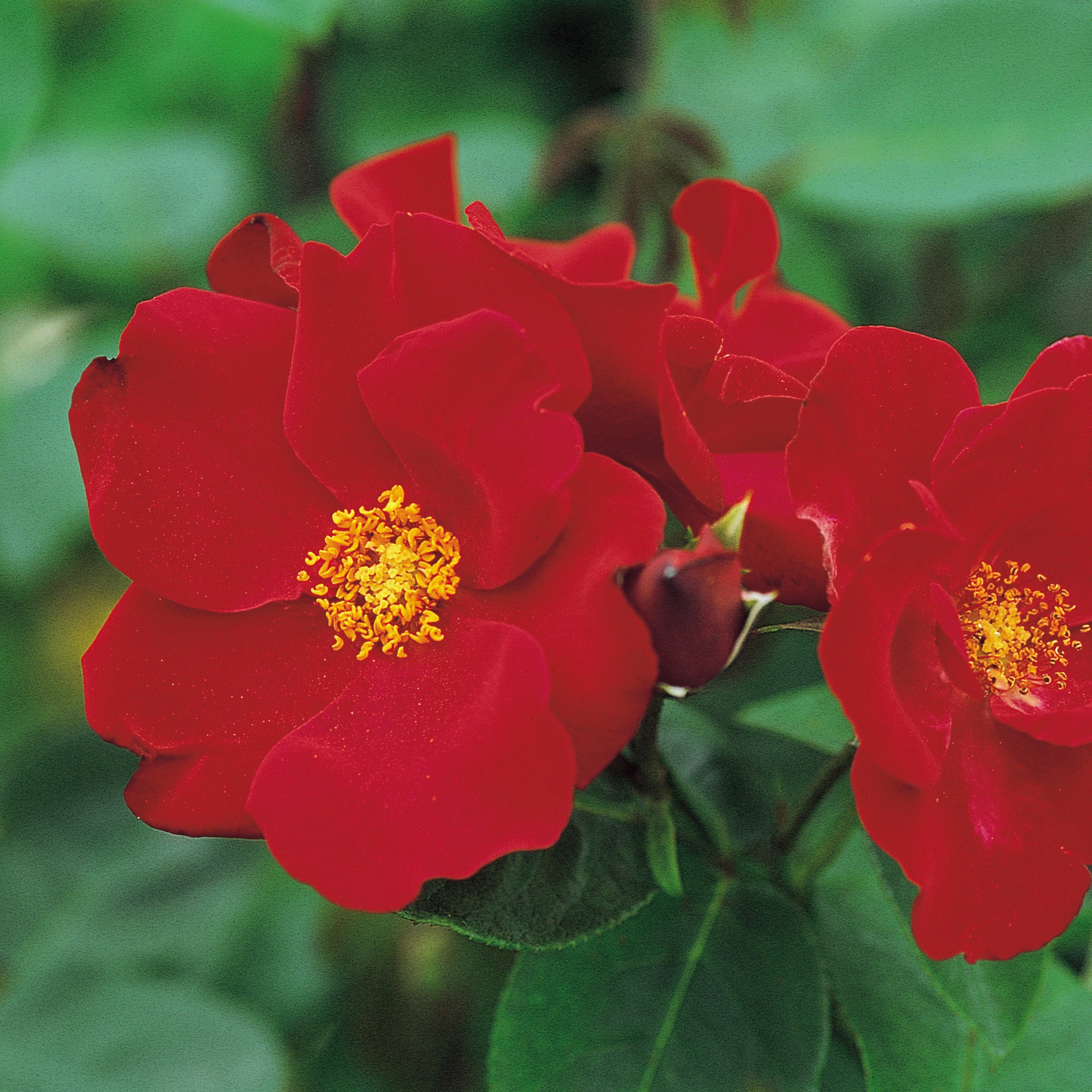 altissimo rose Altissimo
