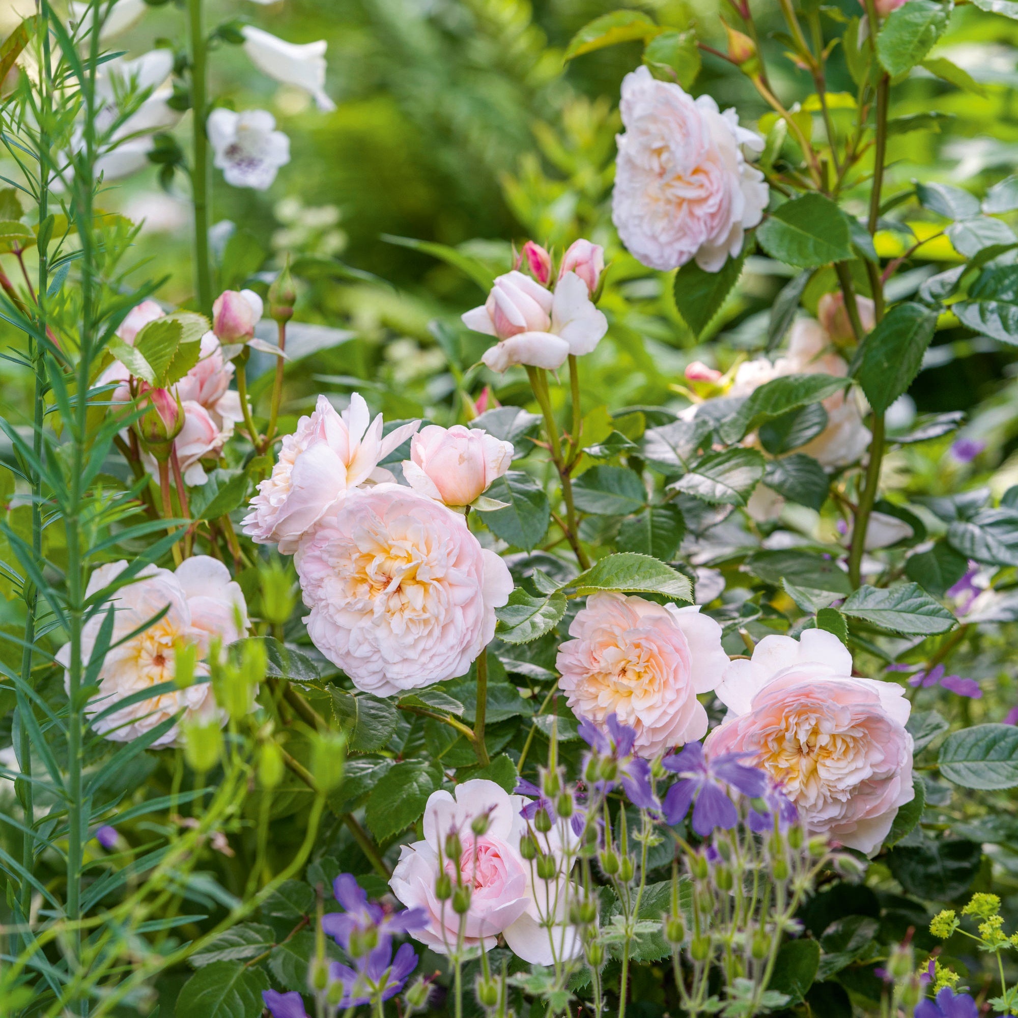 Emily Brontë (Ausearnshaw) | English Shrub Rose