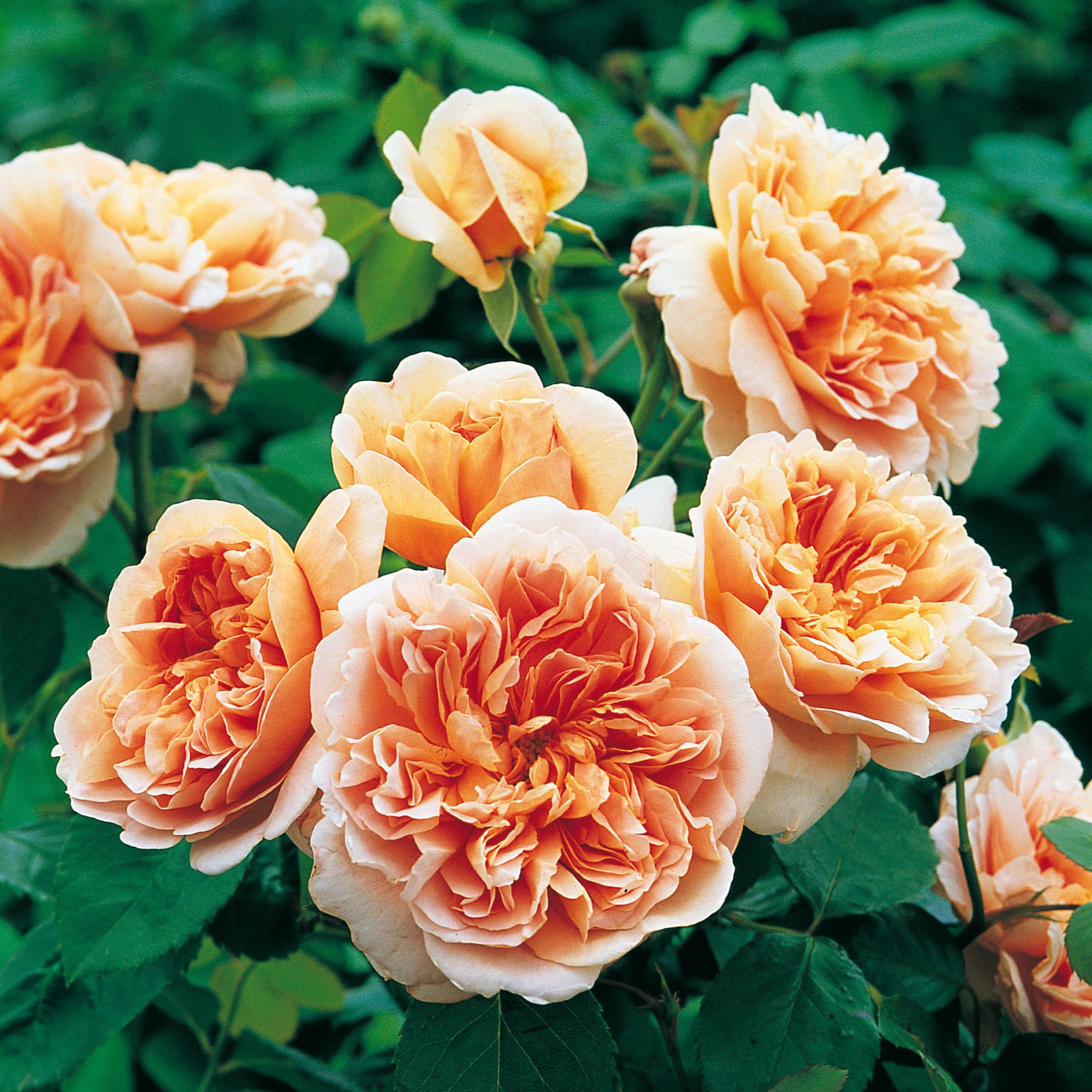 Tea Clipper (Ausrover) | English Shrub Rose | David Austin Roses