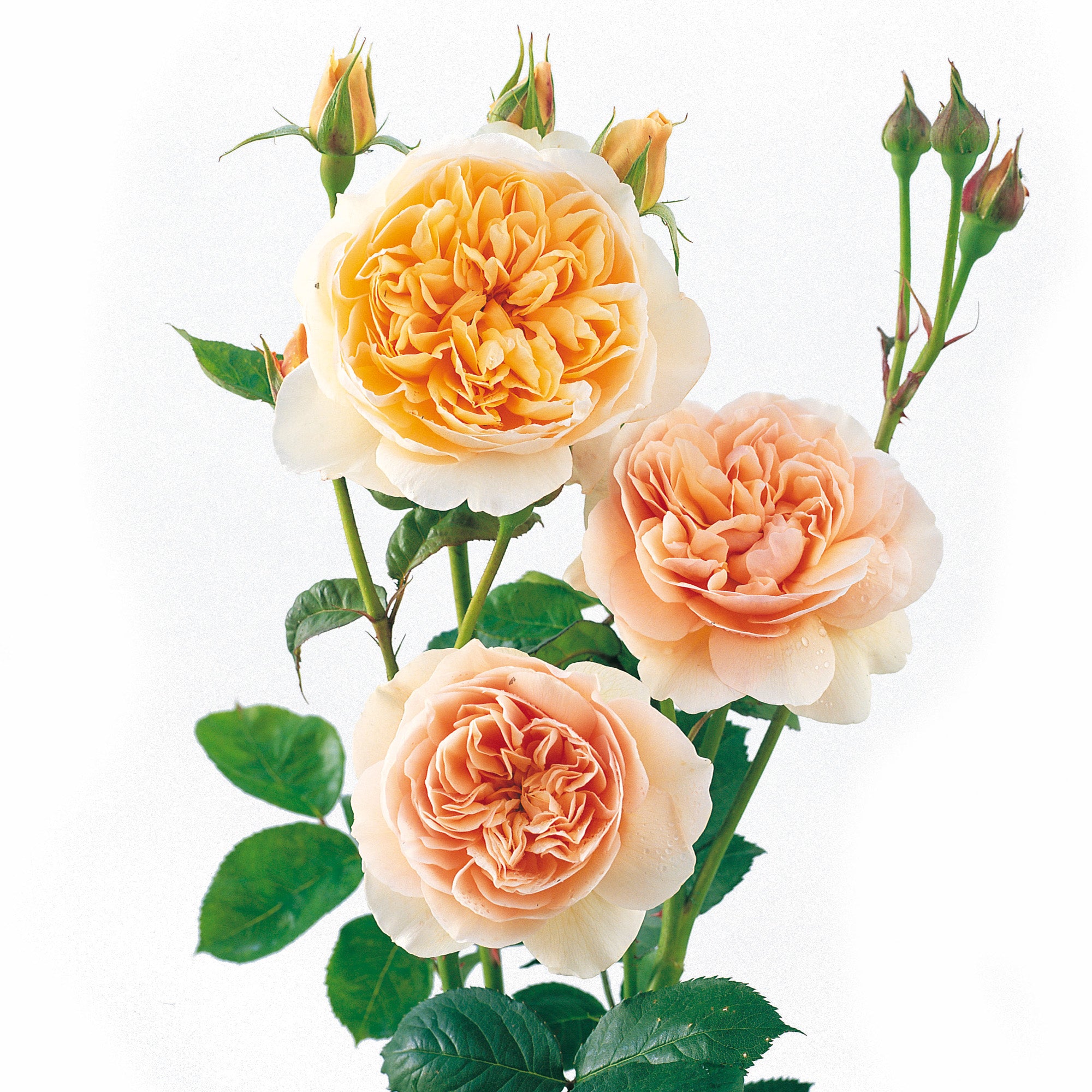 juliet rose seeds Sweet Juliet (Ausleap) | English Shrub Rose