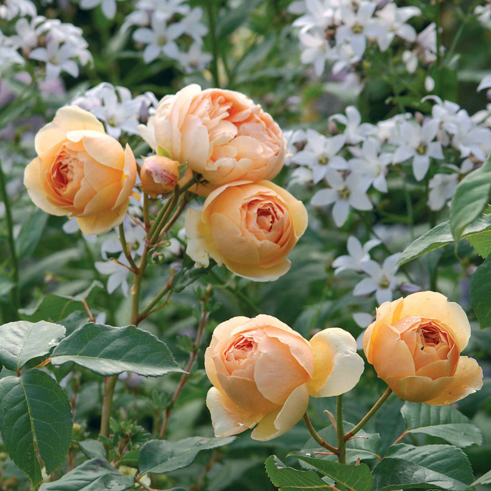 Jude the Obscure (Ausjo) | English Shrub Rose | David Austin Roses