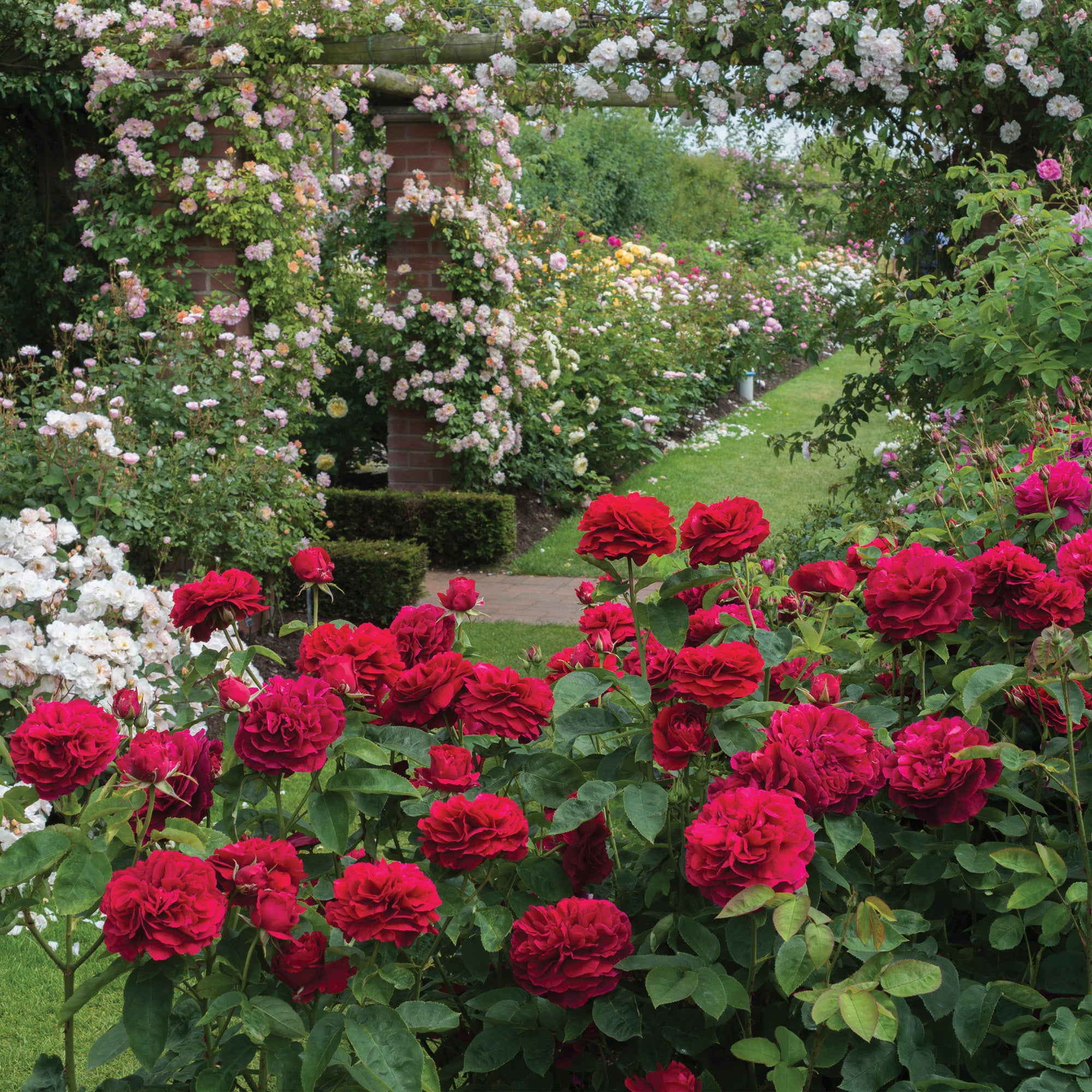 L. D. Braithwaite (Auscrim) | English Shrub Rose | David Austin Roses