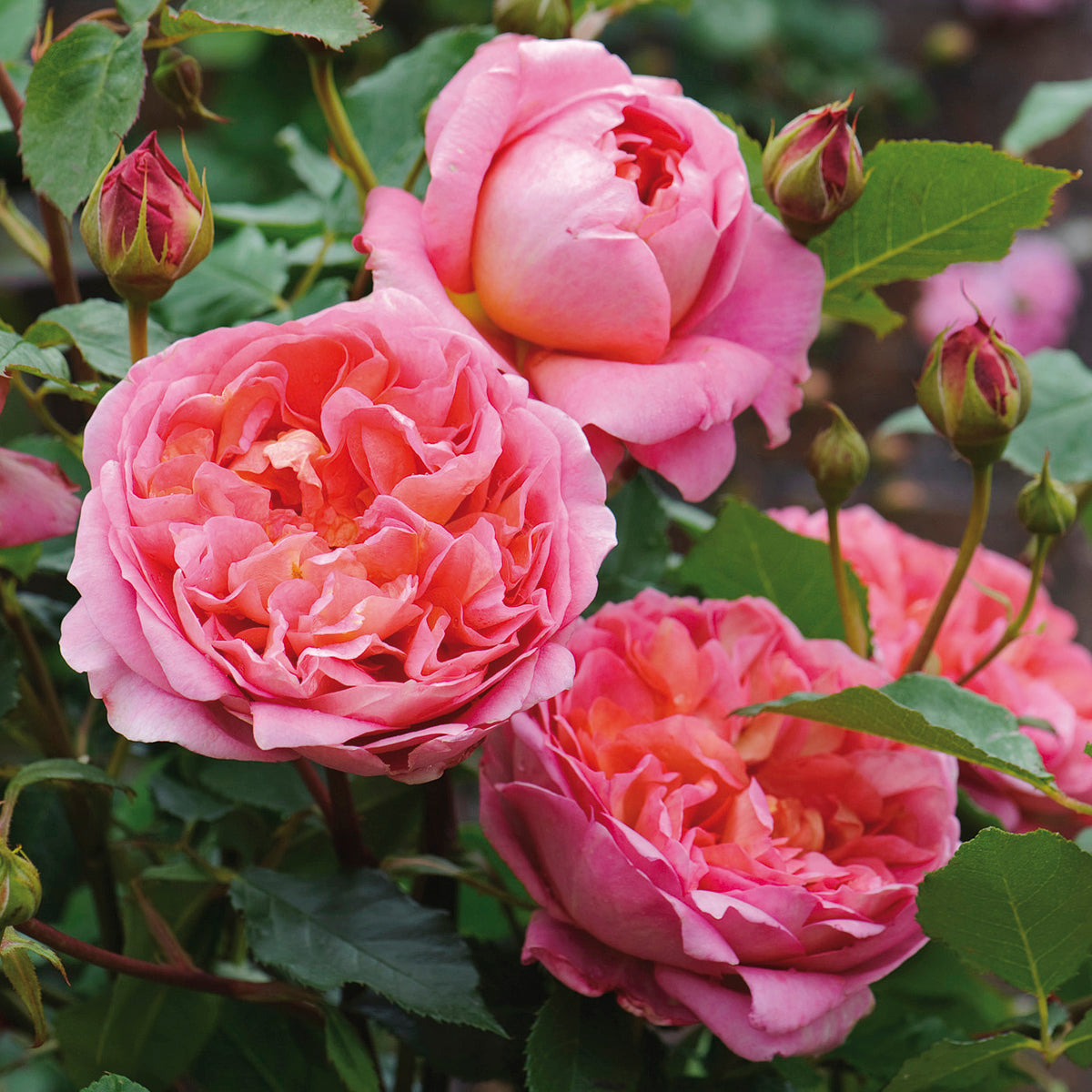 Boscobel English Shrub Rose David Austin Roses