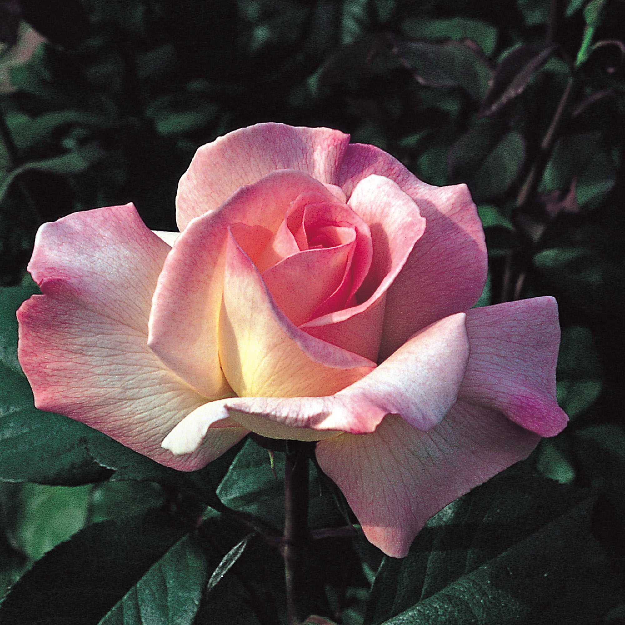 hybrid tea rose