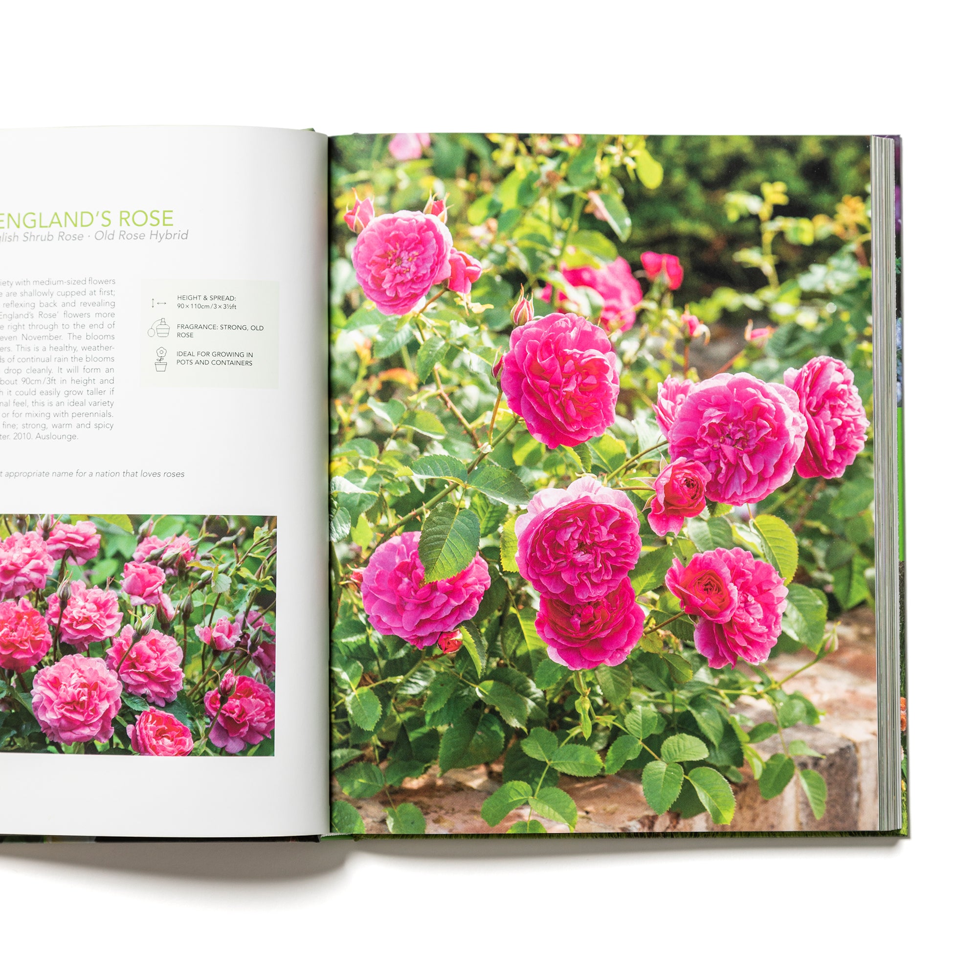 The English Roses 全12巻セット David Austin's English Roses - Books - Gifts