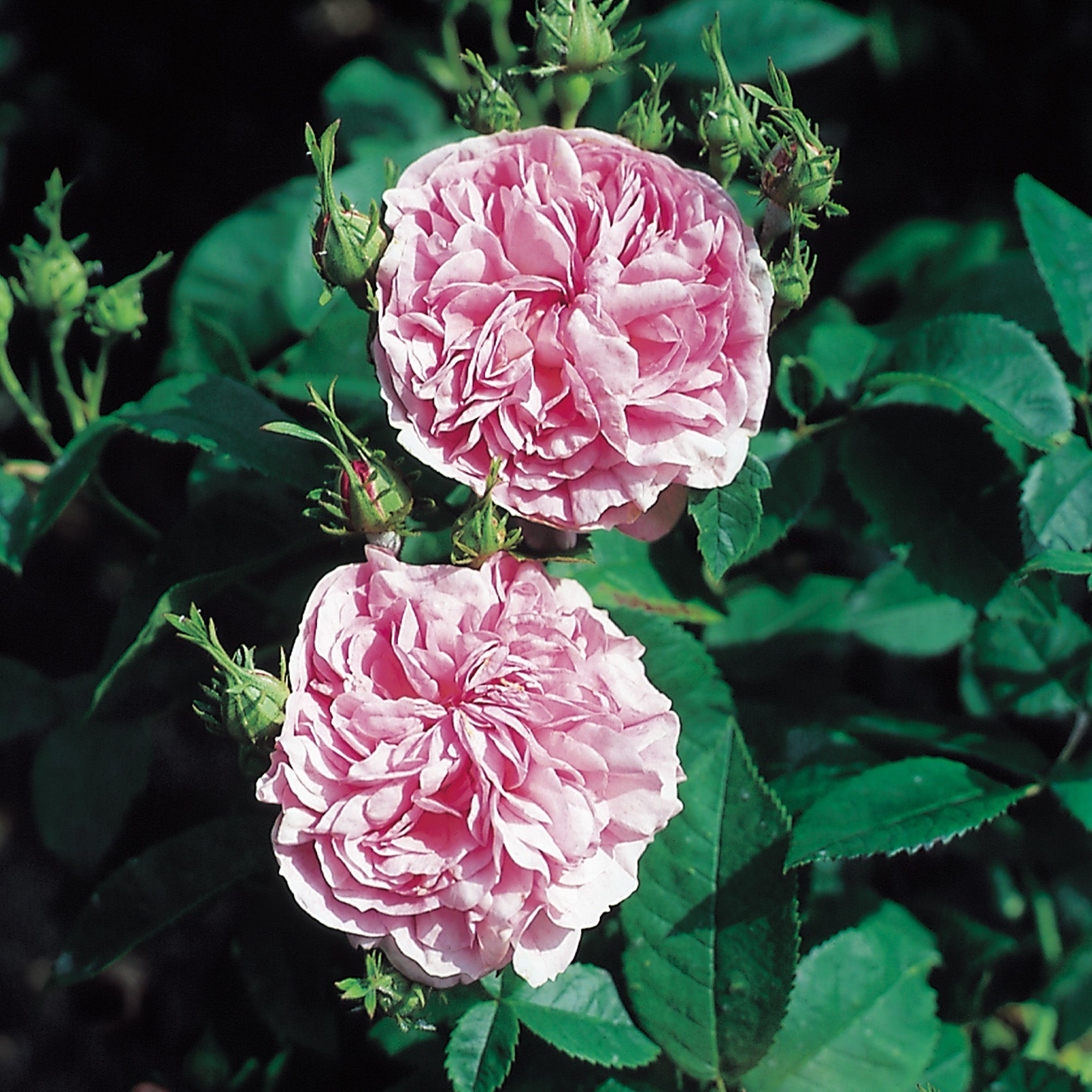 La Ville de Bruxelles | Old Rose | David Austin Roses