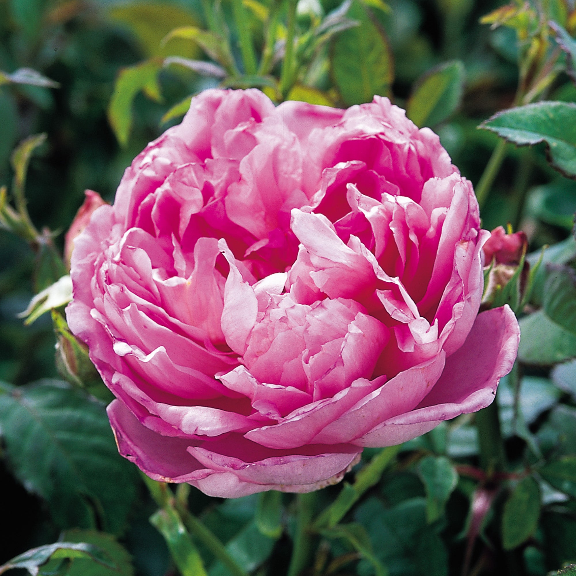 The Ingenious Mr. Fairchild (Austijus) | English Shrub Rose