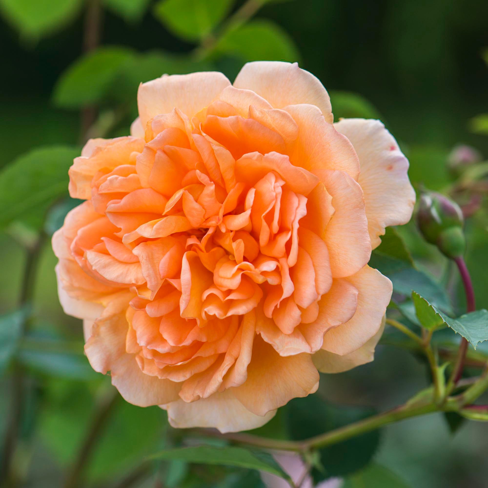 Dame Judi Dench (Ausquaker) | English Shrub Rose | David Austin Roses