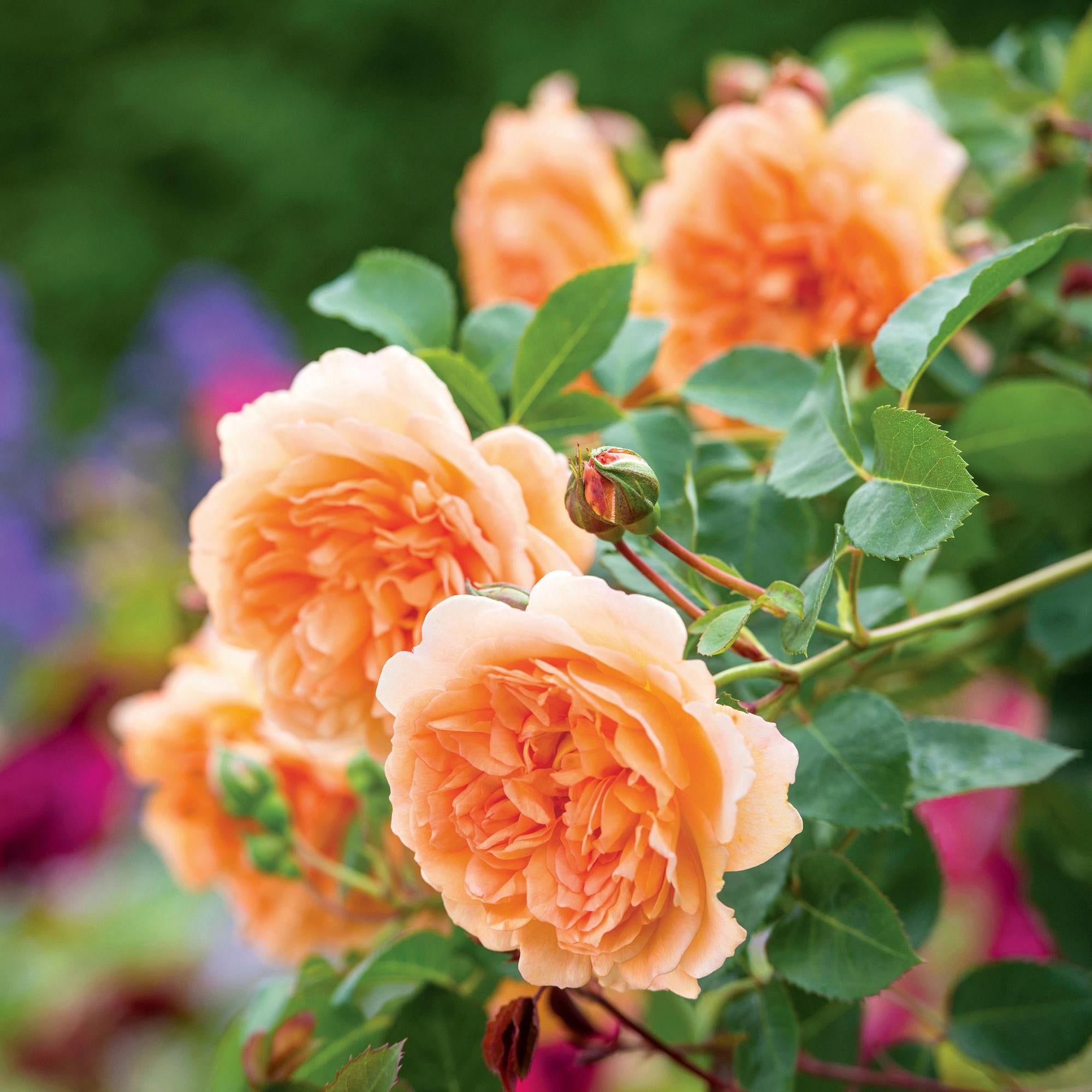 Dame Judi Dench (Ausquaker) | English Shrub Rose | David Austin Roses