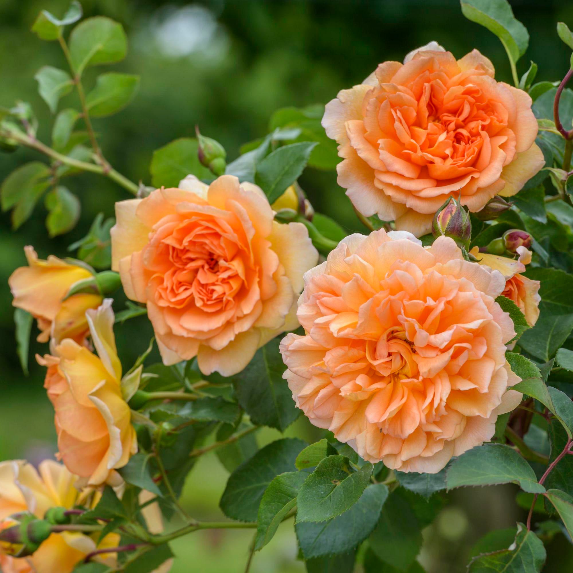 Dame Judi Dench (Ausquaker) | English Shrub Rose | David Austin Roses