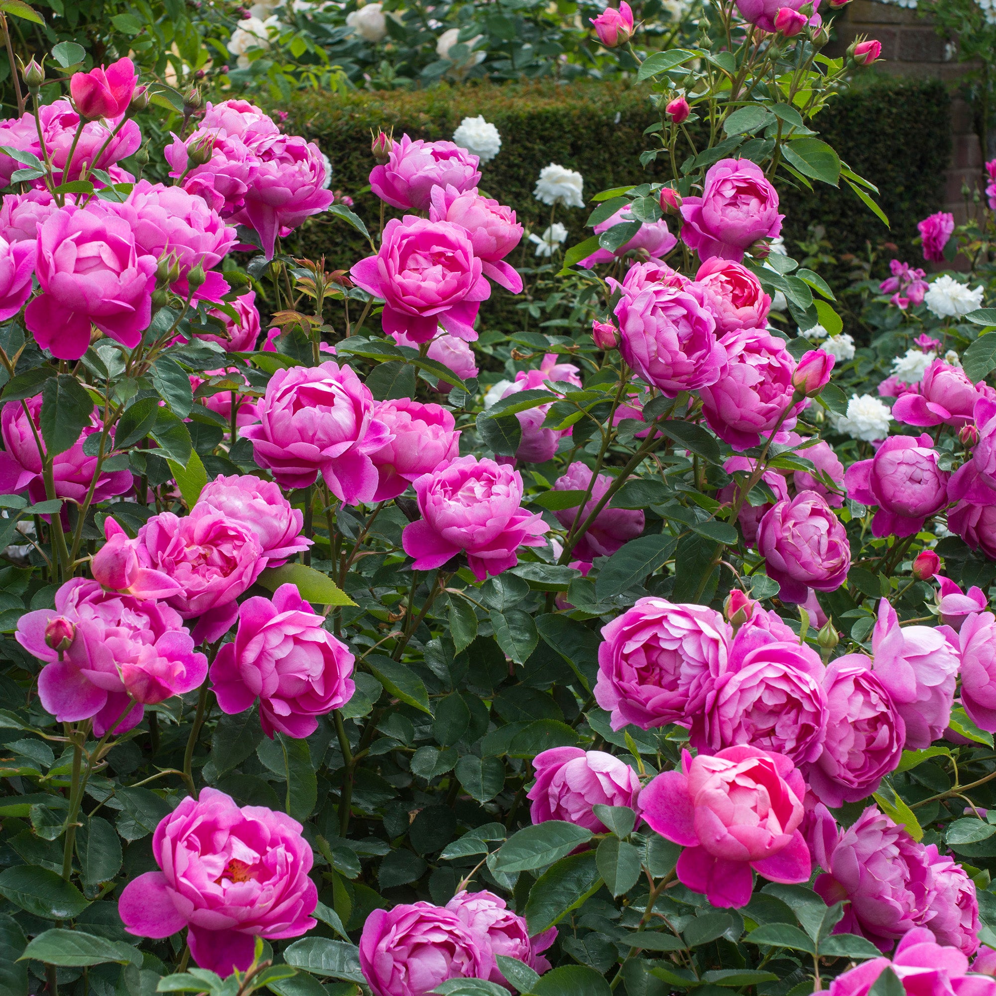 Rosa Jubilee Celebration® (David Austin) - Devil Mountain