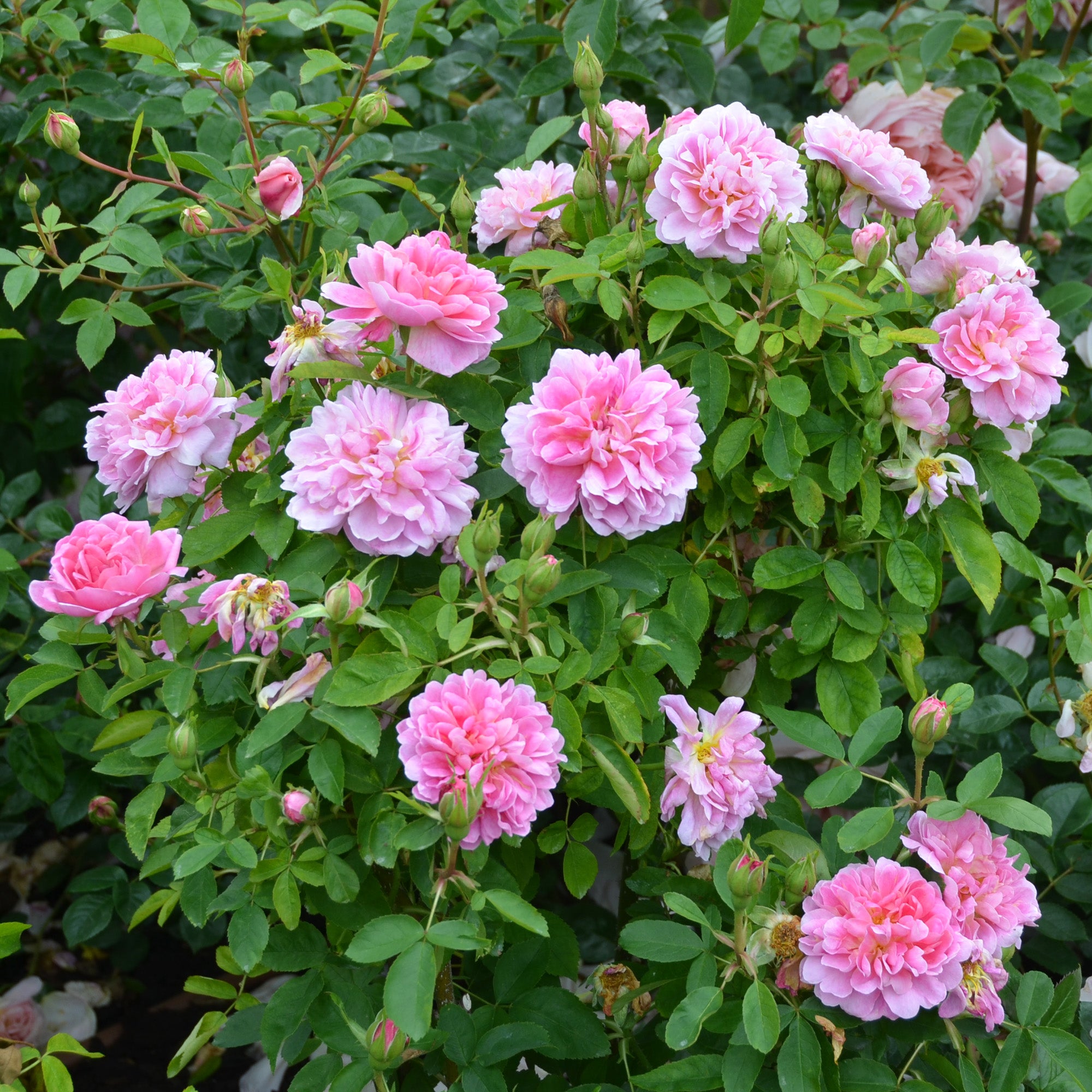 The Countryman (Ausman) | English Shrub Rose | David Austin Roses