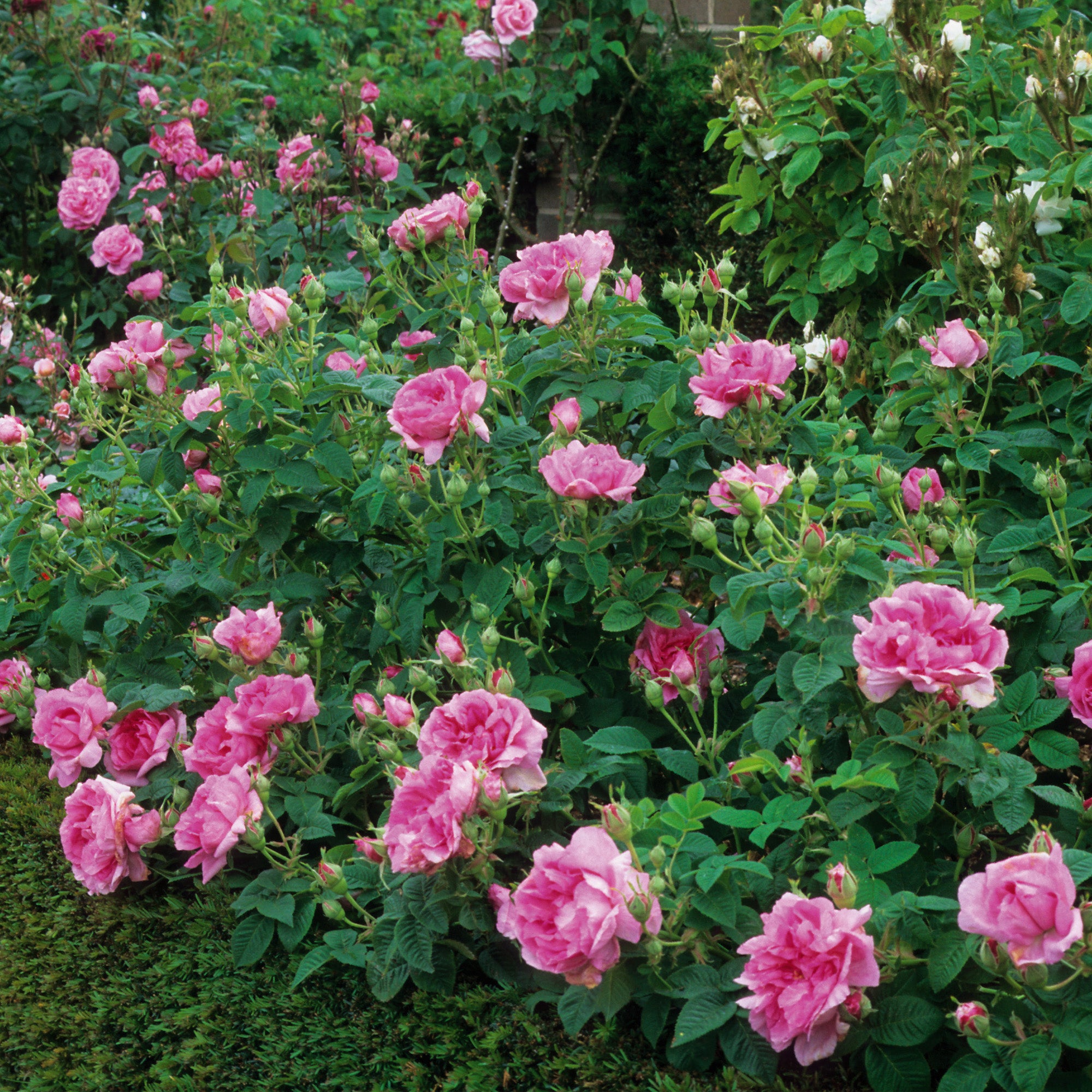 Empress Joséphine | Old Rose | David Austin Roses