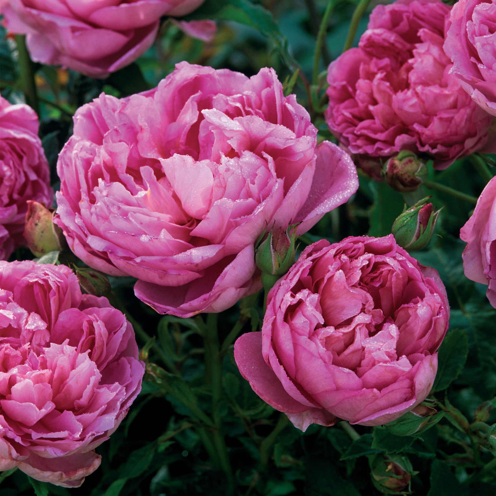 The Ingenious Mr. Fairchild (Austijus) | English Shrub Rose