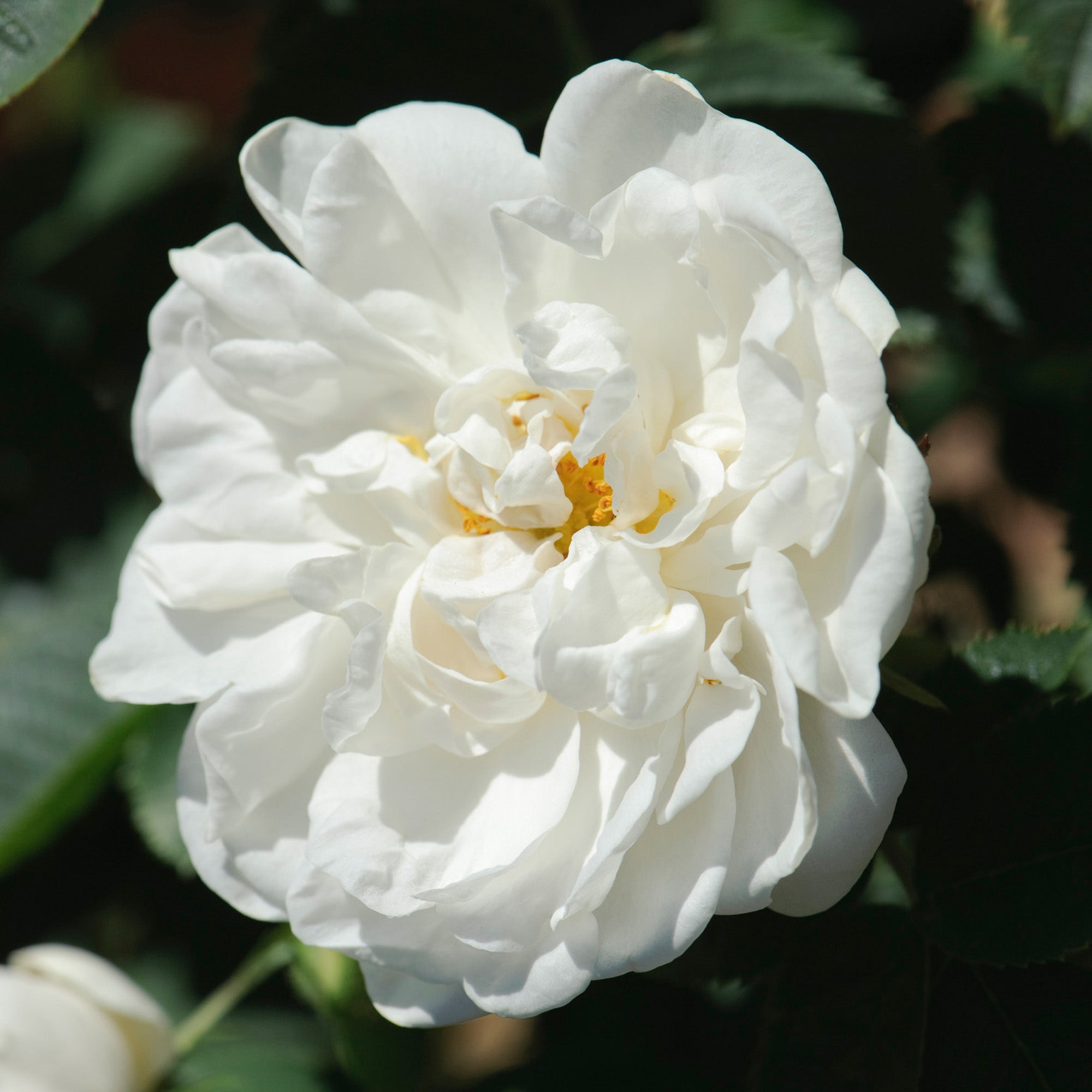 Alba Maxima | Old Rose | David Austin Roses