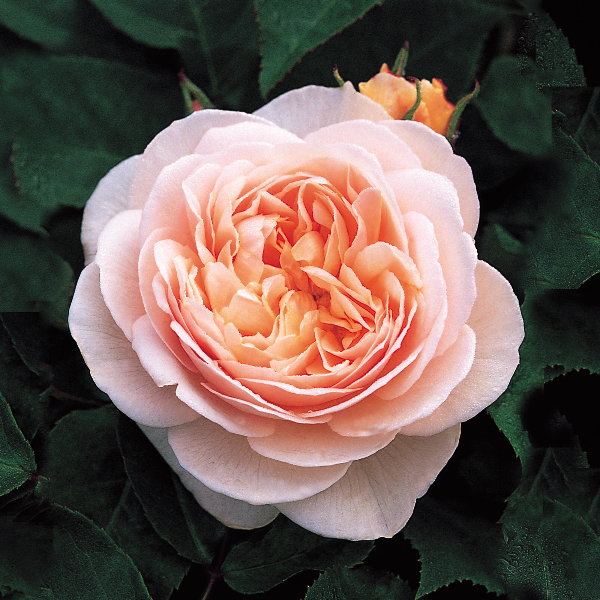 Sweet Juliet, English Shrub Rose