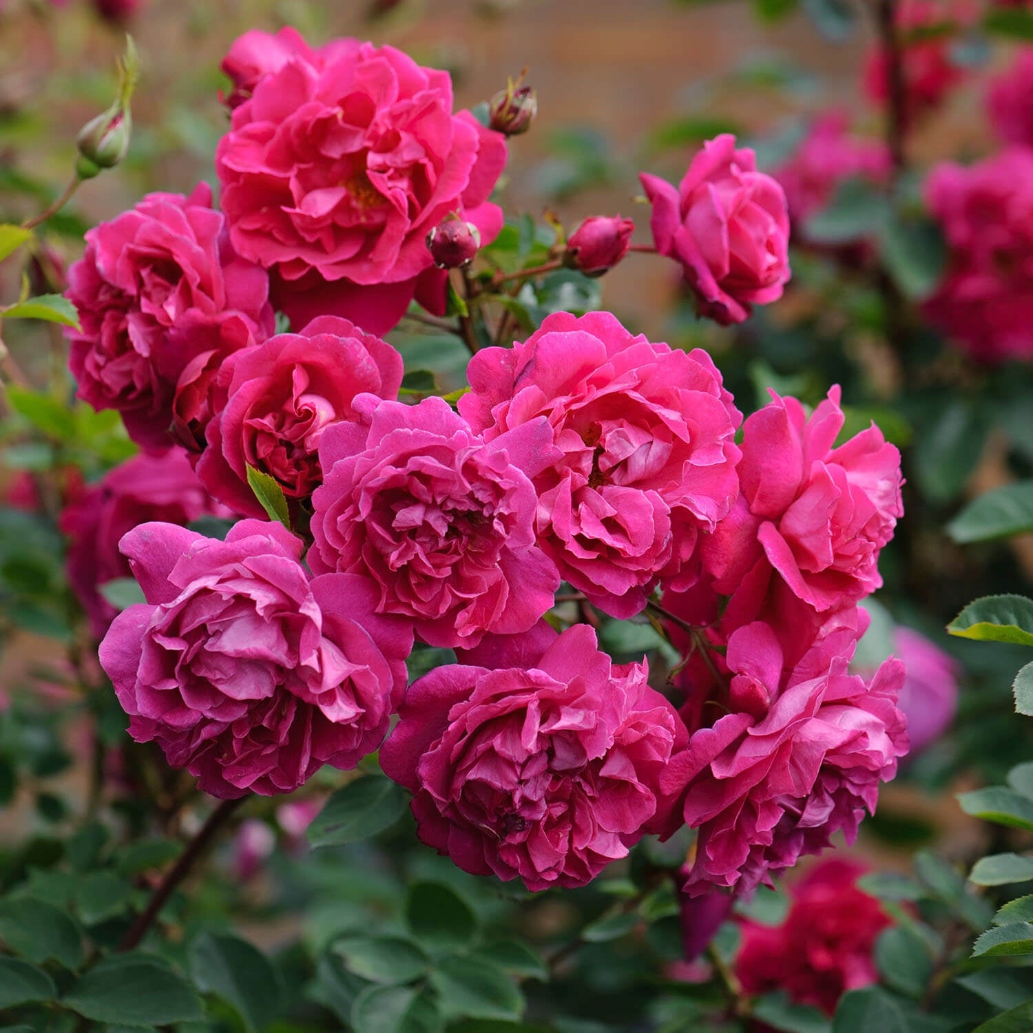 Tam o'Shanter (Auscerise) | English Shrub Rose | David Austin Roses