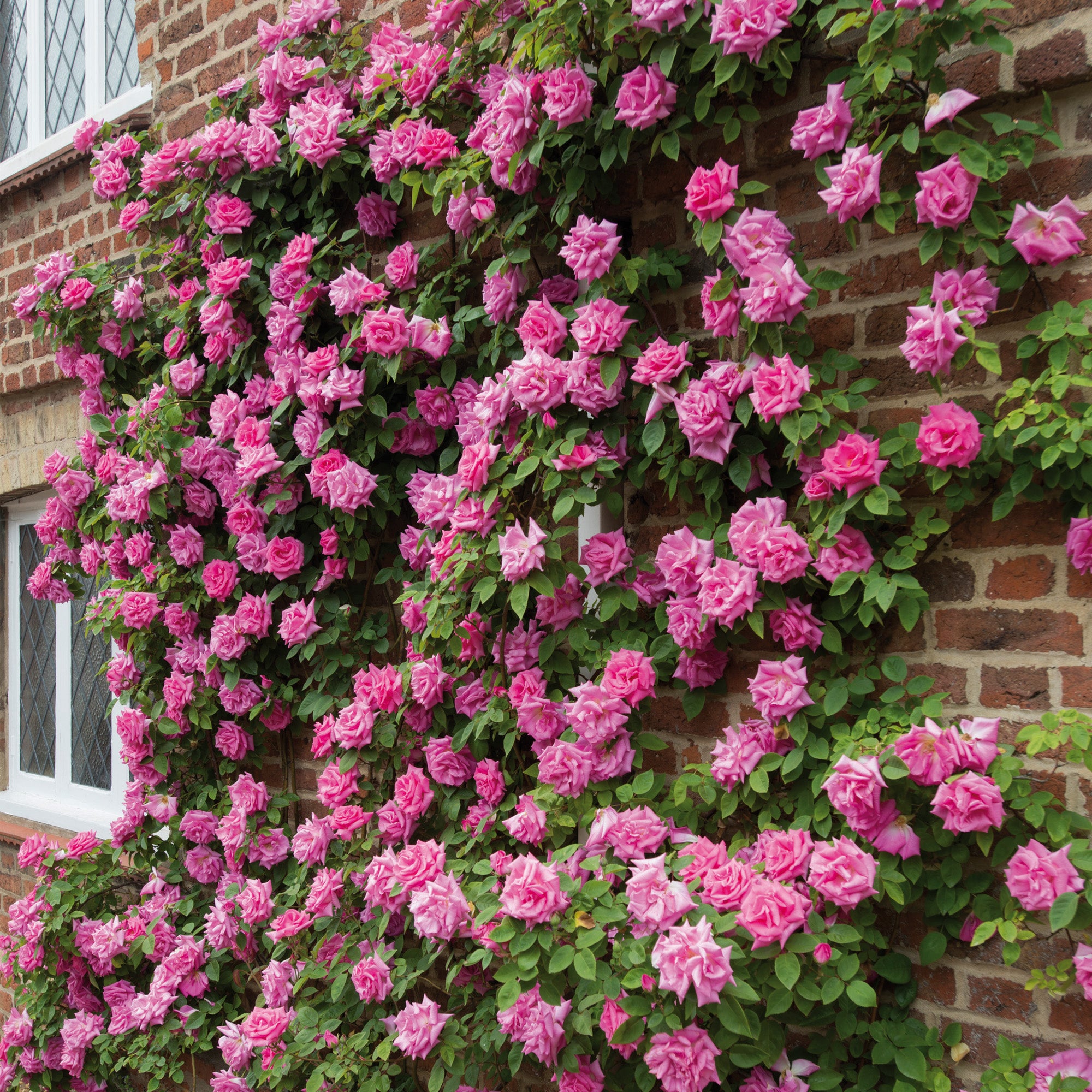 Zéphirine Drouhin | Climbing Rose | David Austin Roses