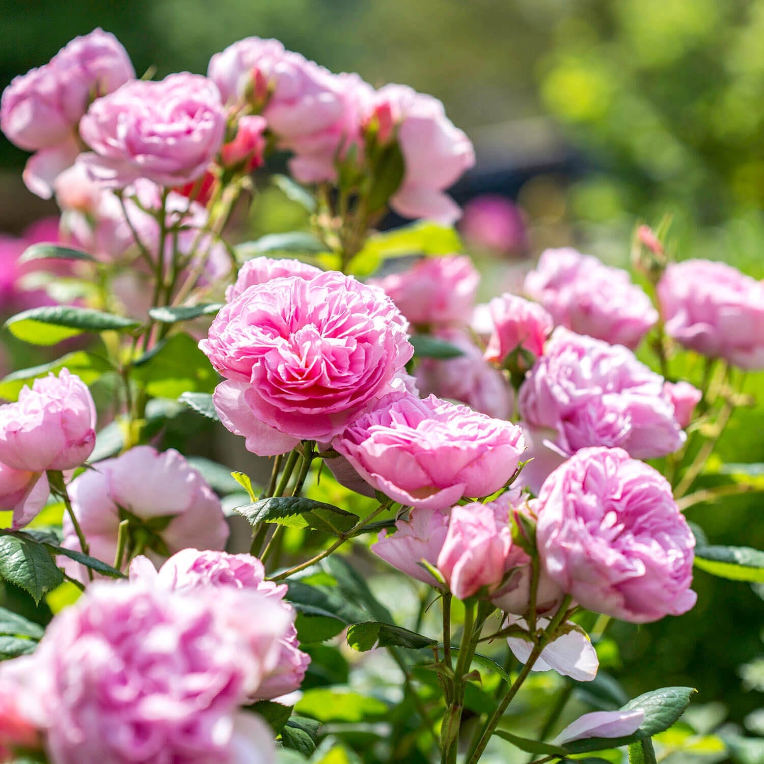 The Ancient Mariner (Ausoutcry) | English Shrub Rose | David