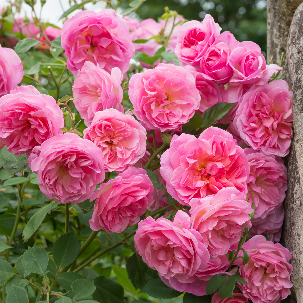 Hyde Hall (Ausbosky) | English Shrub Rose | David Austin Roses