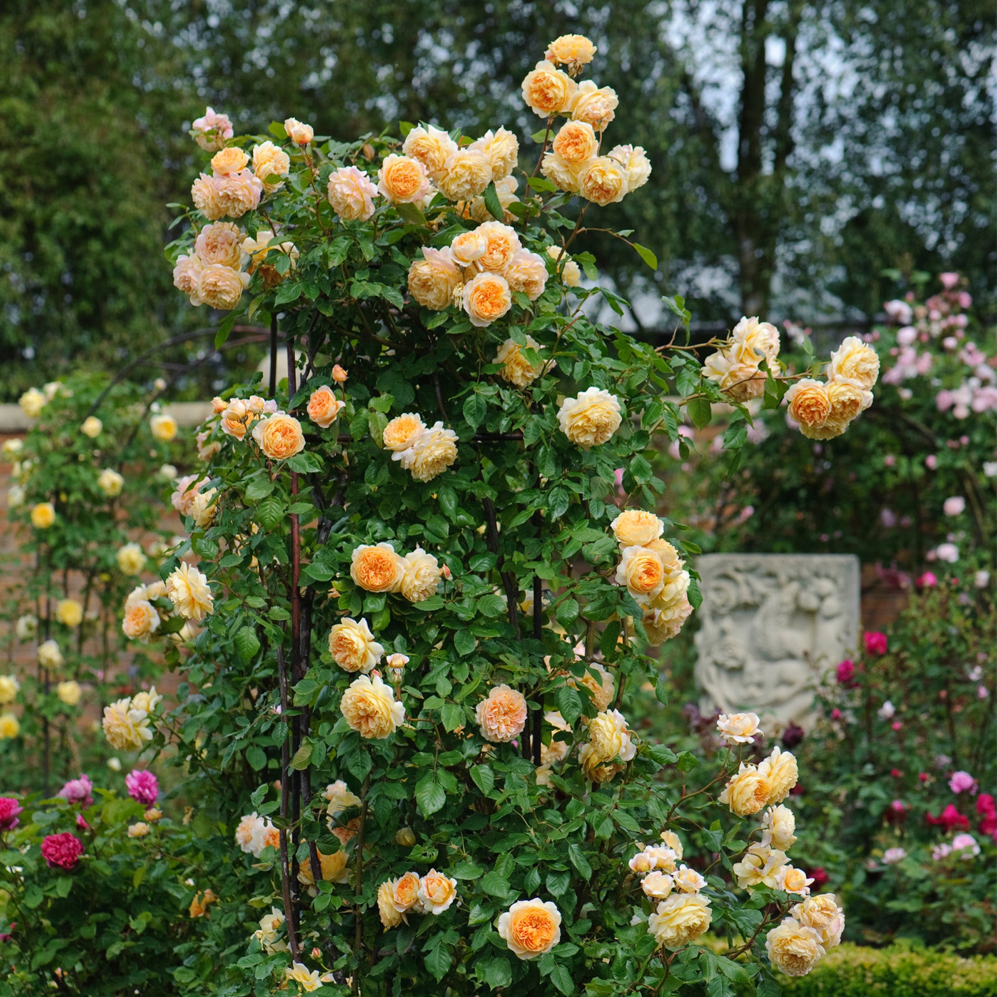 Crown Princess Margareta® - Image 3