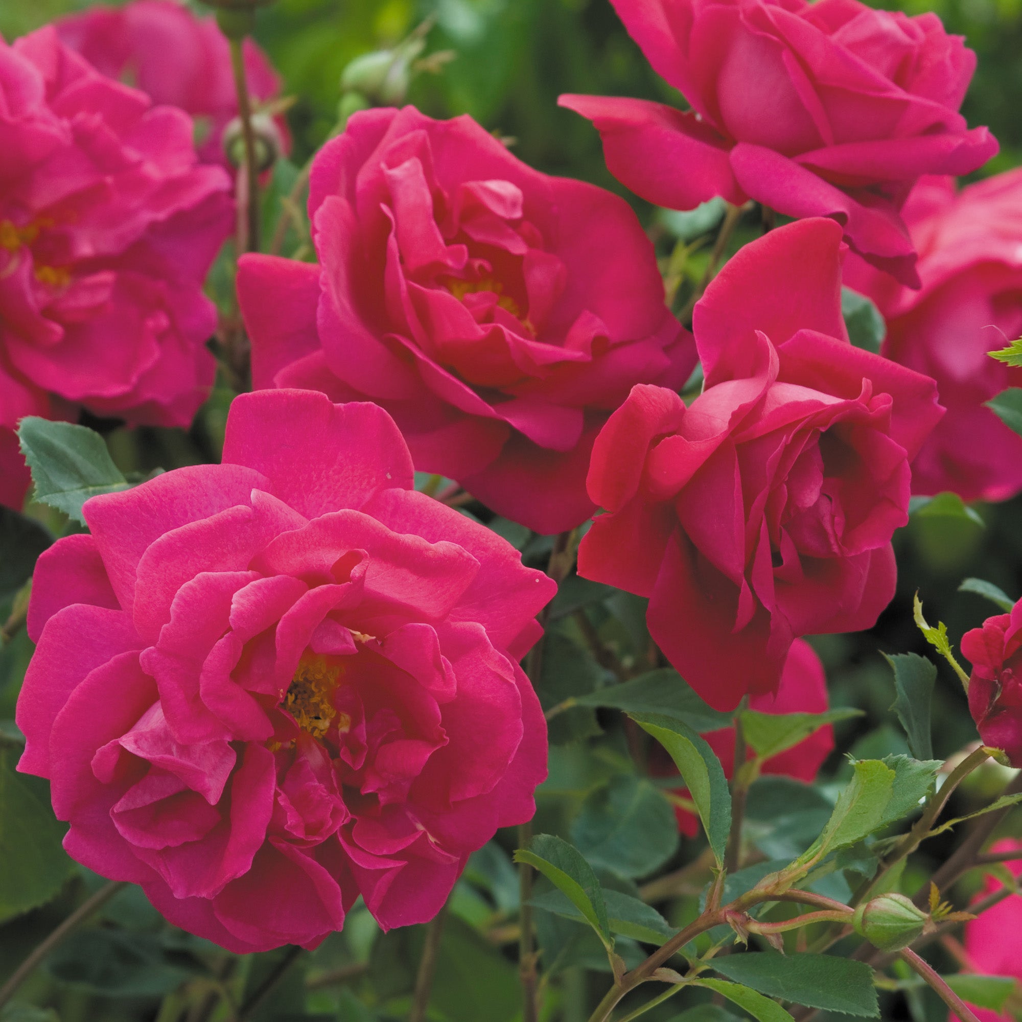 Tam o'Shanter (Auscerise) | English Shrub Rose | David Austin Roses
