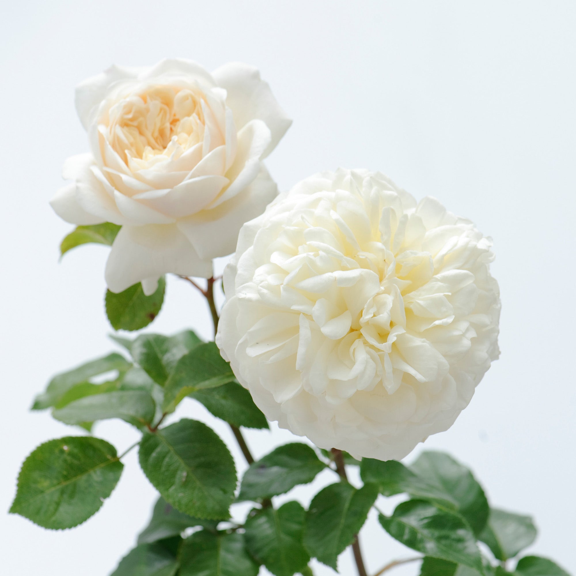 Tranquillity (Ausnoble) | English Standard Tree Rose | David