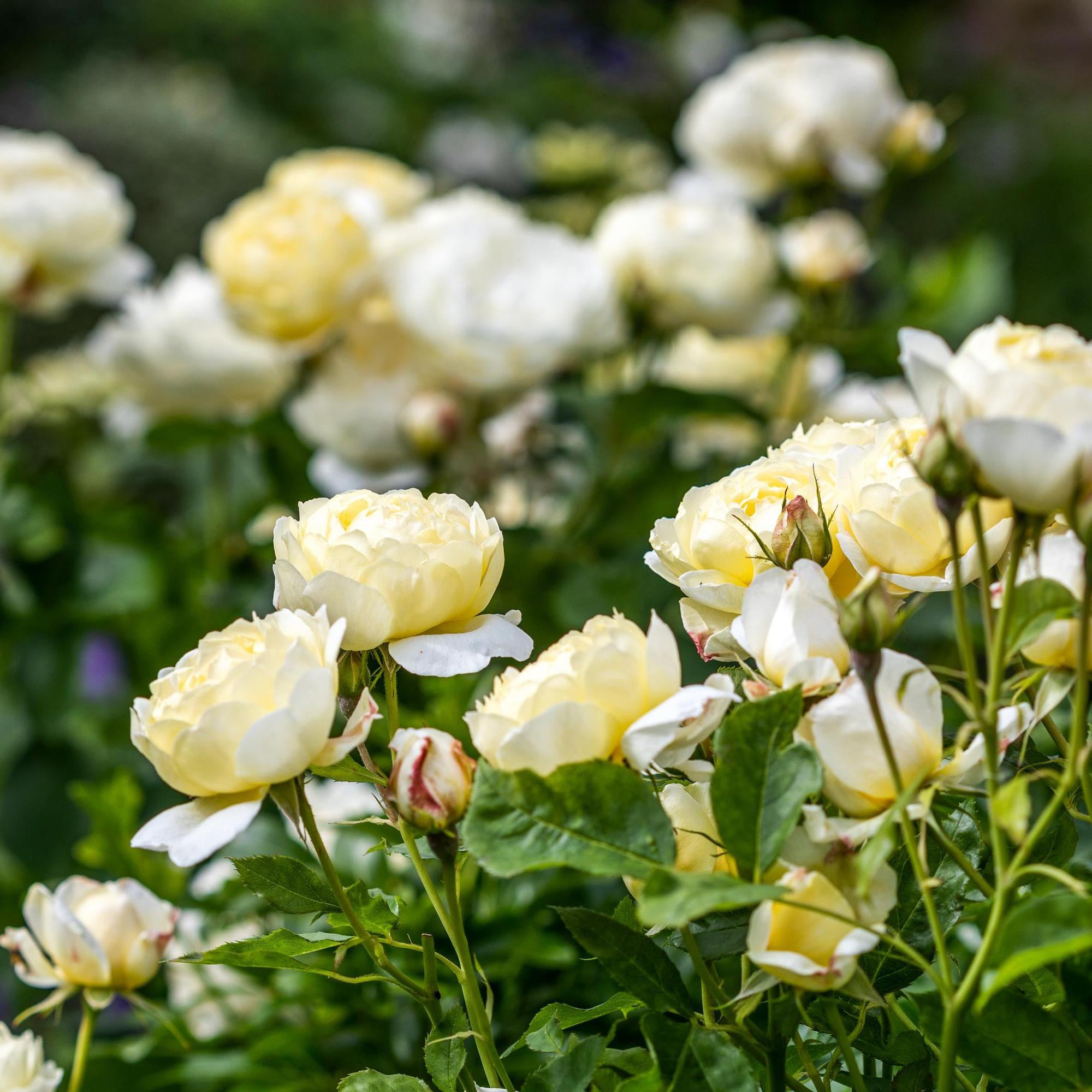 Vanessa Bell (Auseasel) | English Shrub Rose | David Austin Roses