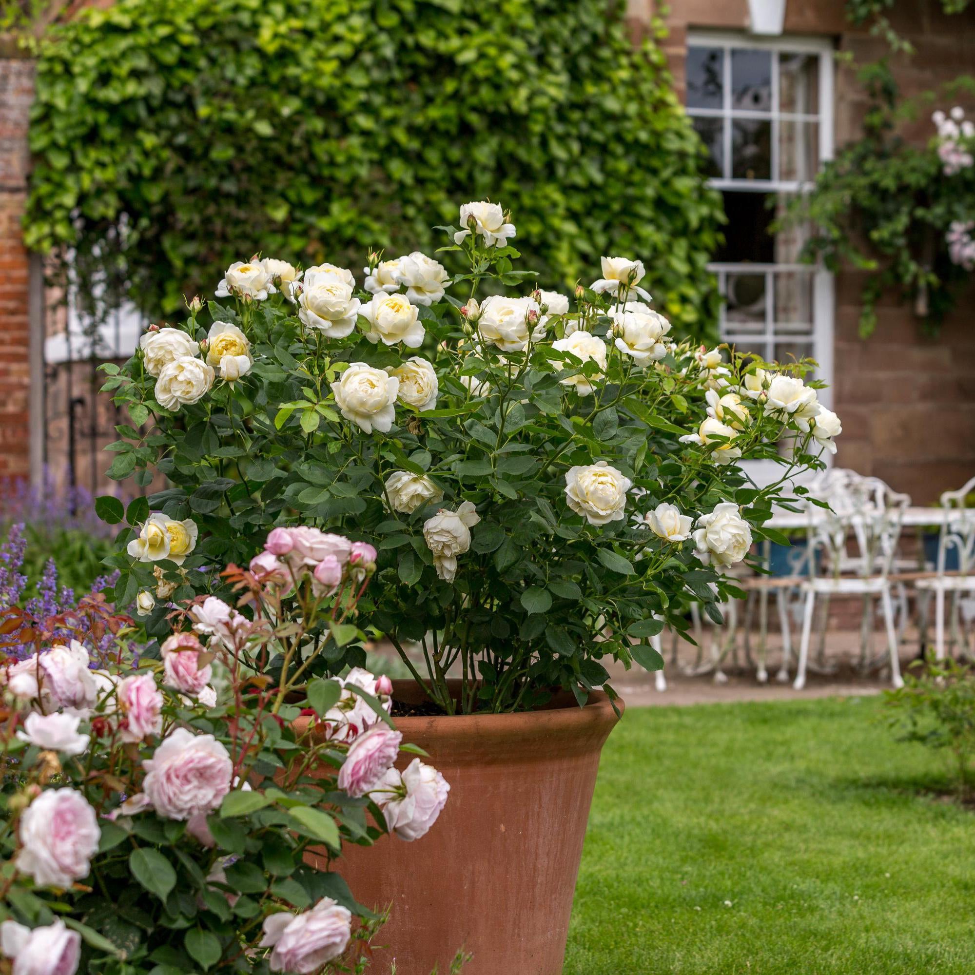 Vanessa Bell (Auseasel) | English Shrub Rose | David Austin Roses