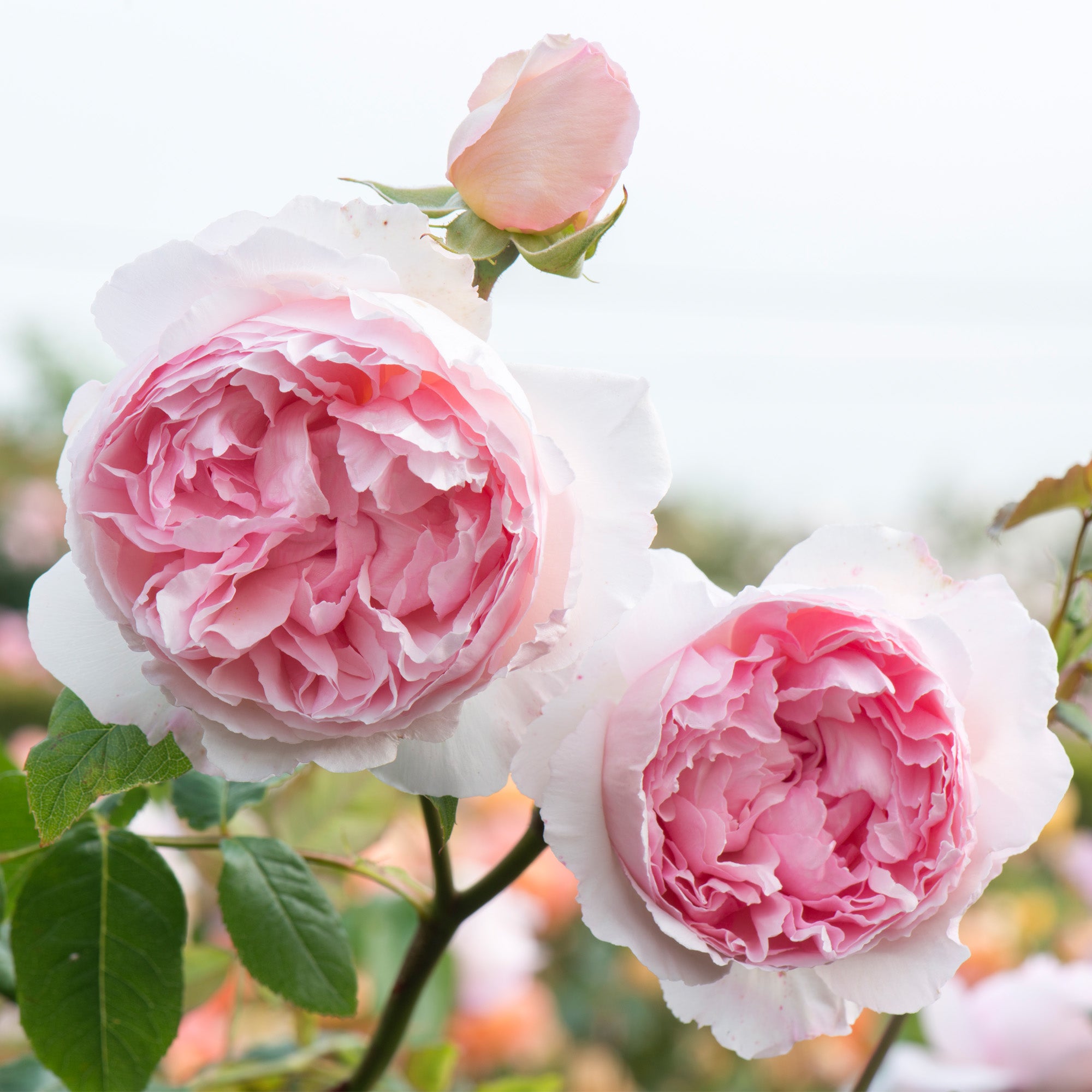 The Wedgwood Rose (Ausjosiah) | English Climbing Rose | David