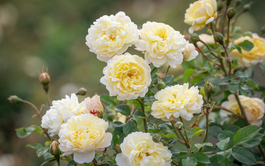 Nye Bevan yellow shrub rose bred by David Austin