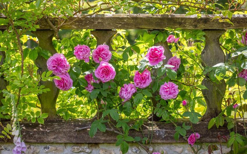 Gertrude Jekyll pink rose bred by David Austin